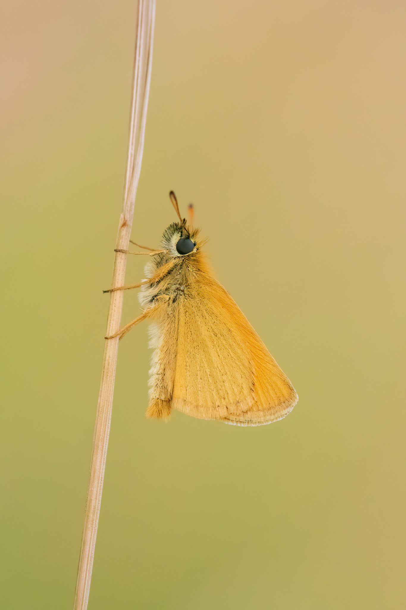 Small Skipper - Bredhurst