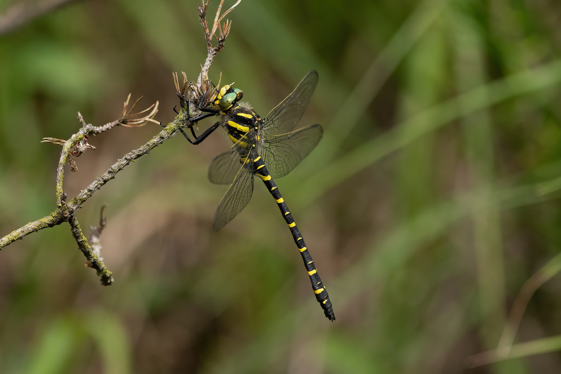 Golden-ringed Dragonfly - Old Lodge