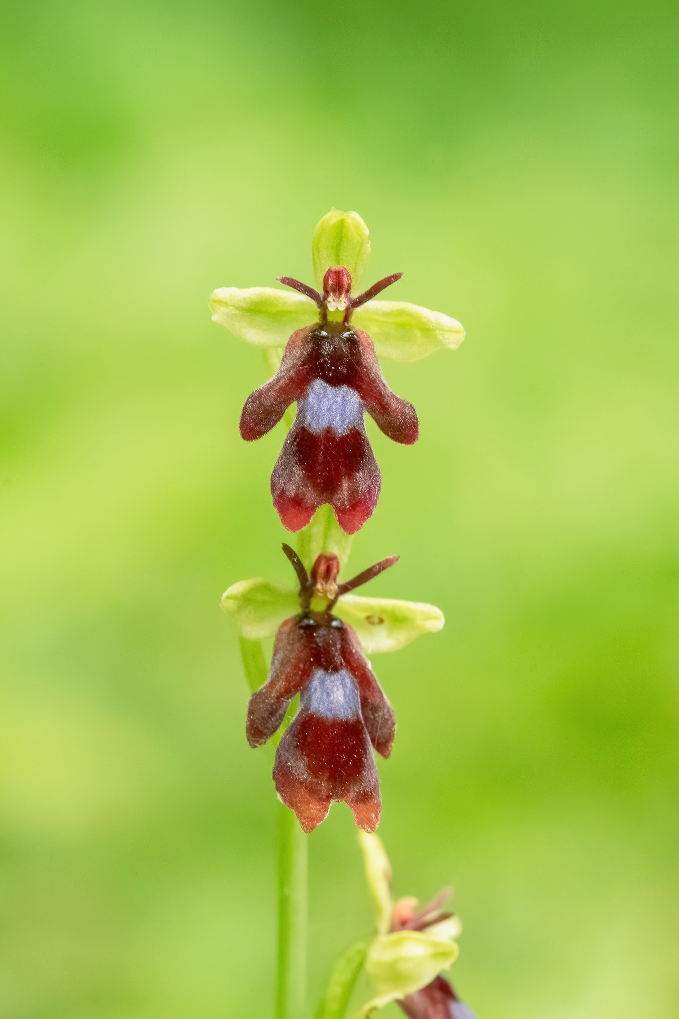 Fly Orchid - Yockletts Bank