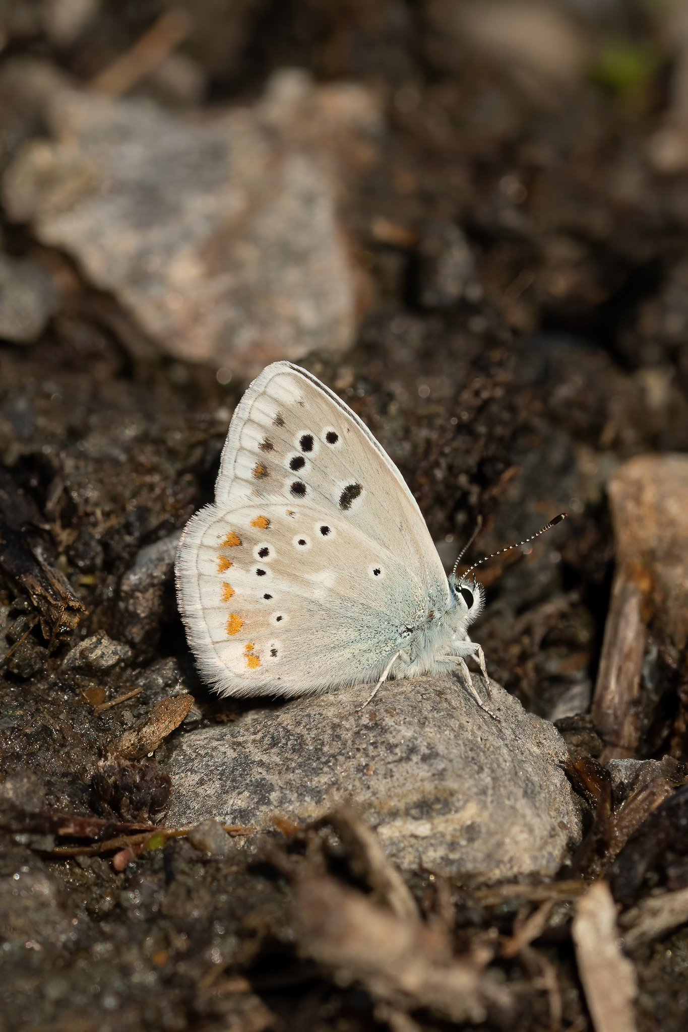 Turquiose Blue - Switzerland