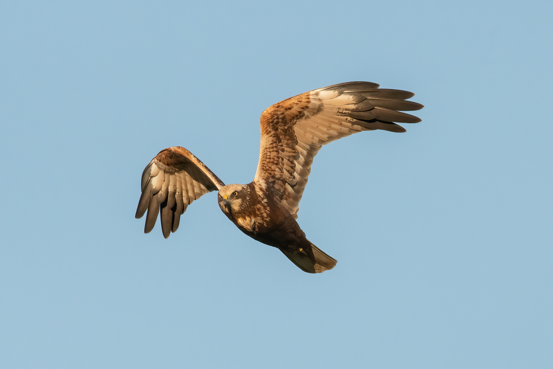Marsh Harrier - Elmley