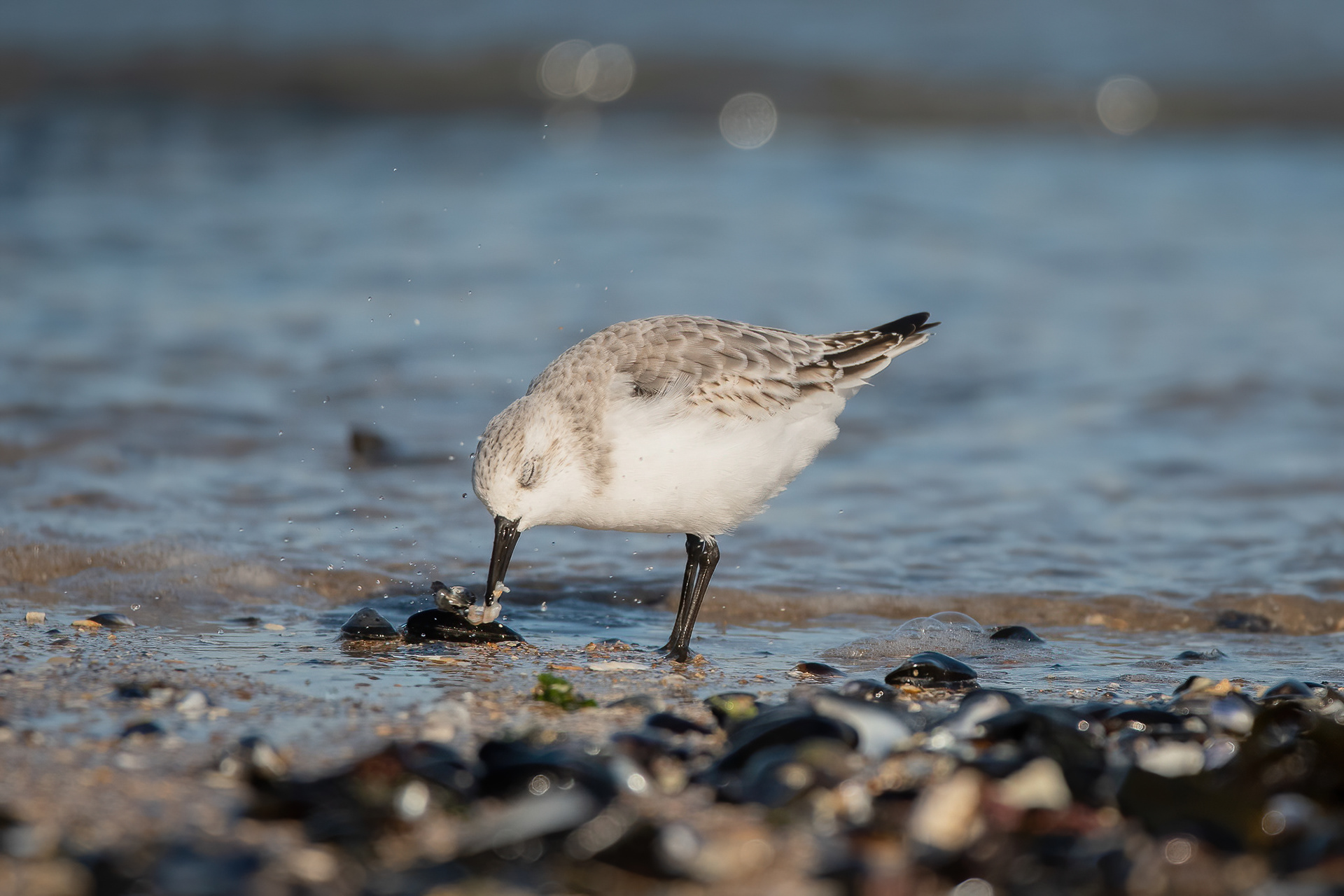 Sanderling - Foreness Point