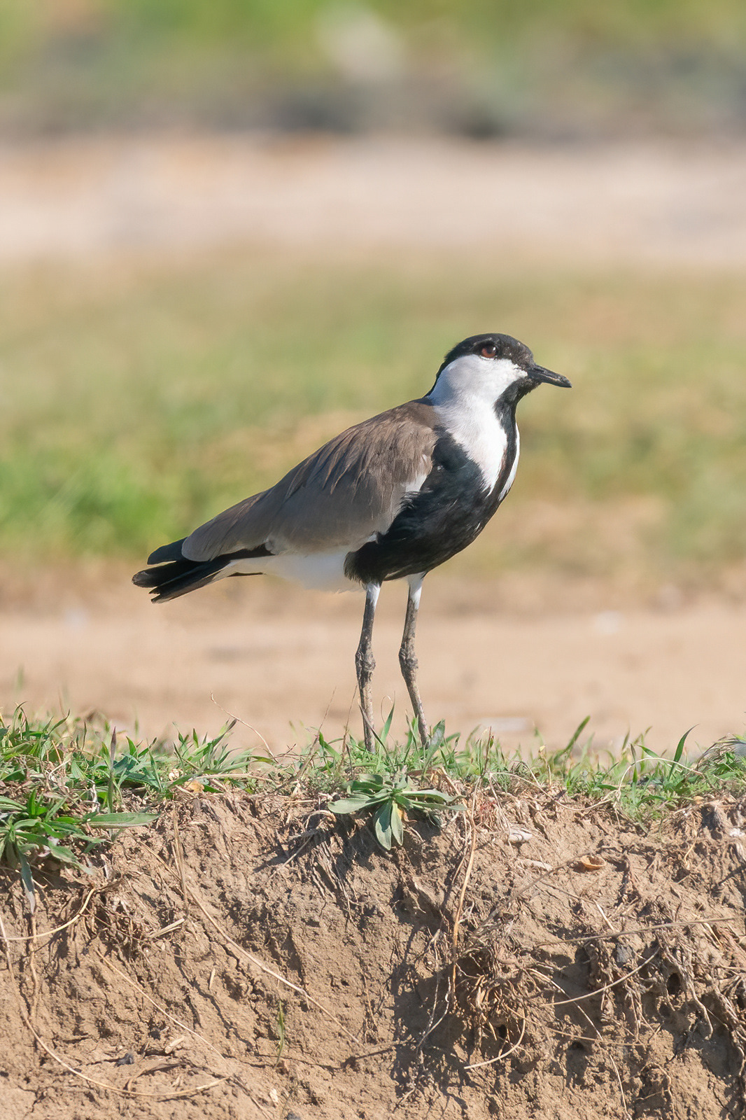 Spur-winged Lapwing - Side, Turkey