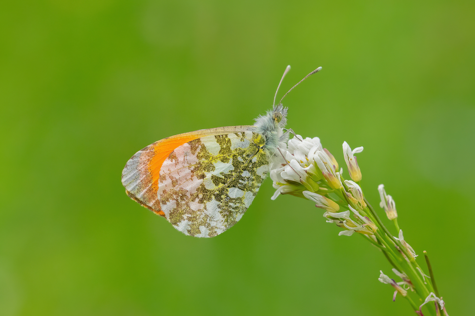 Orange Tip - France