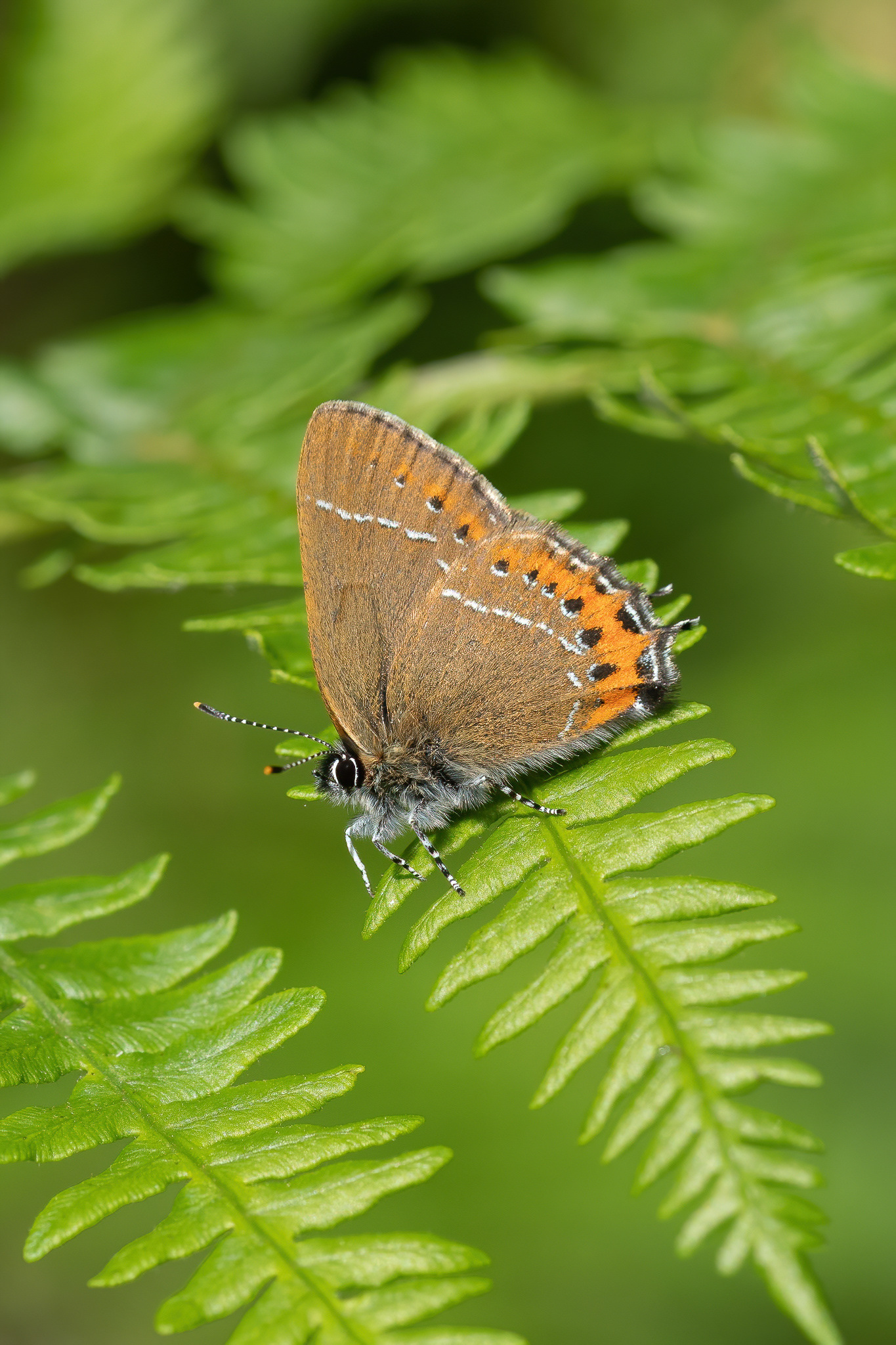 Black Hairstreak - Ditchling Common