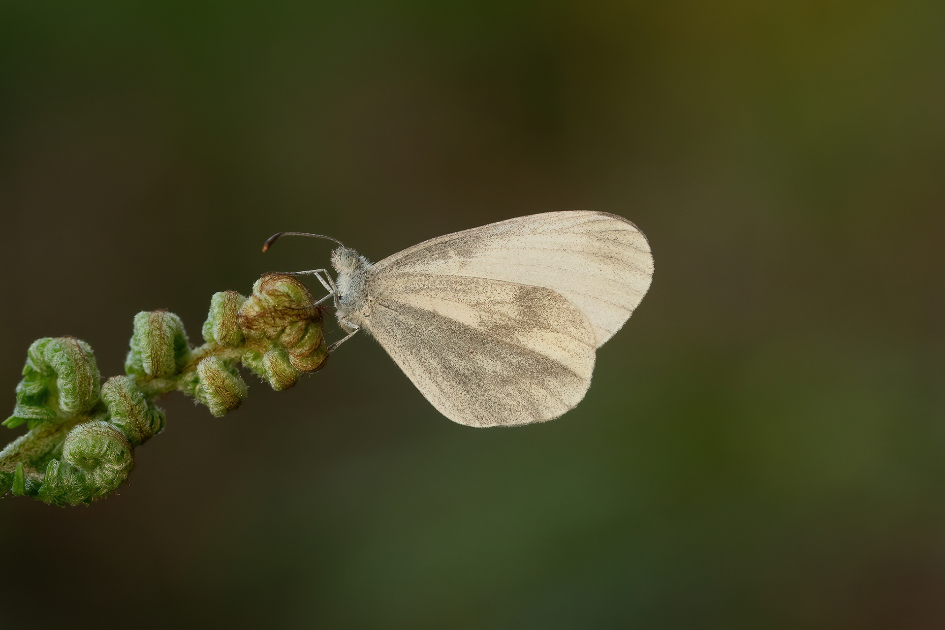 Wood White - Oaken Wood