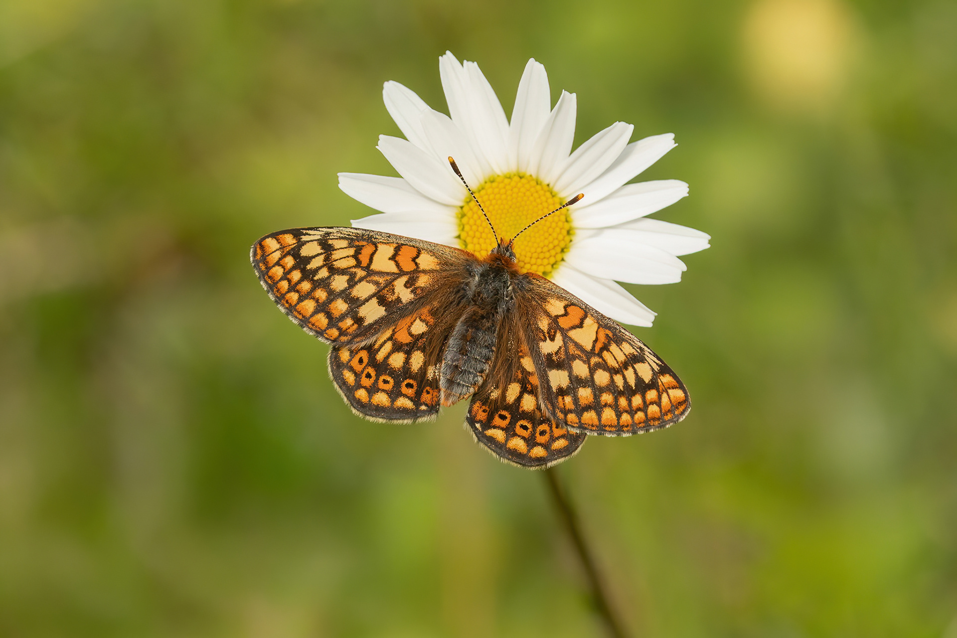 Marsh Fritillary  - Magdalen Hill Down