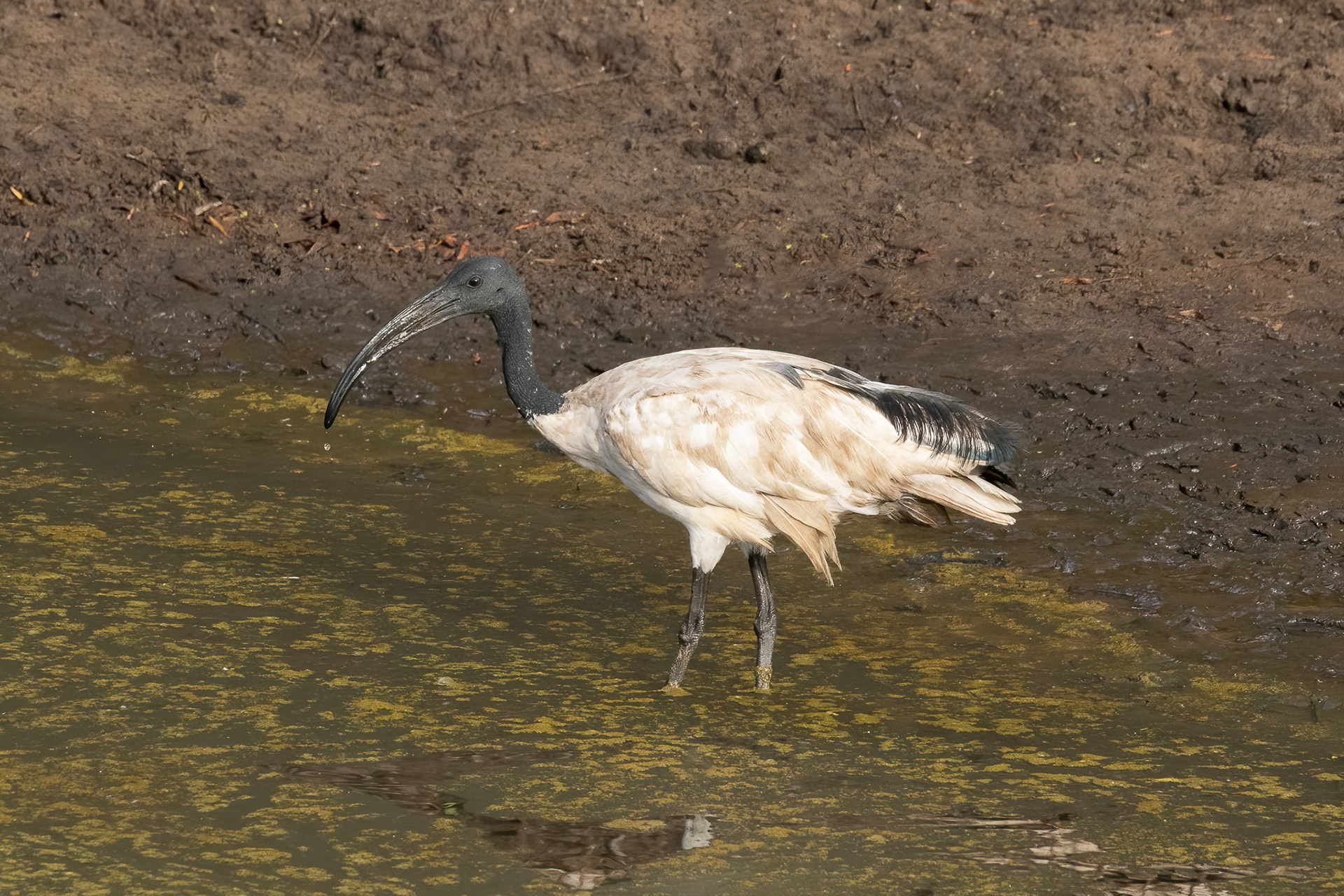 Scared Ibis - Noordhoek