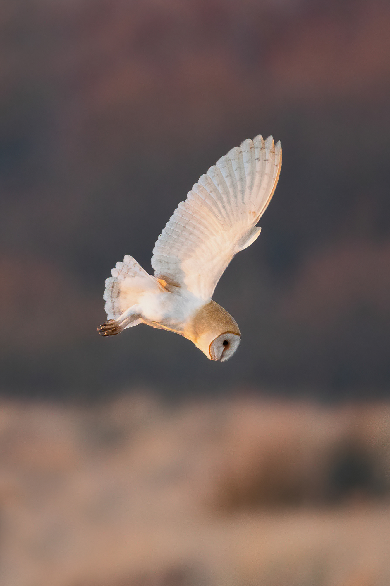 Barn Owl - Sandwich Bay