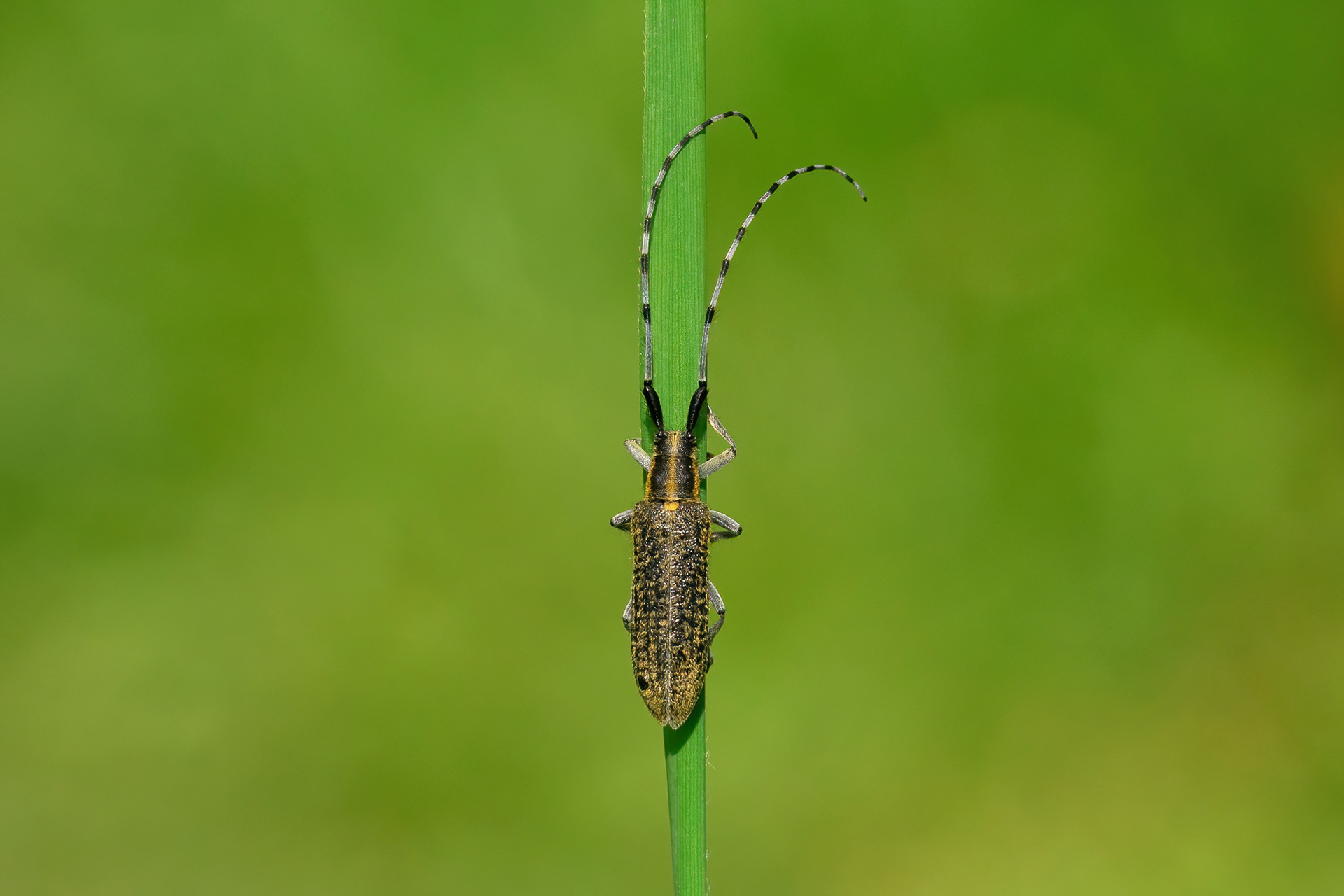 Golden-bloomed Longhorn Beetle - Worth Marshes