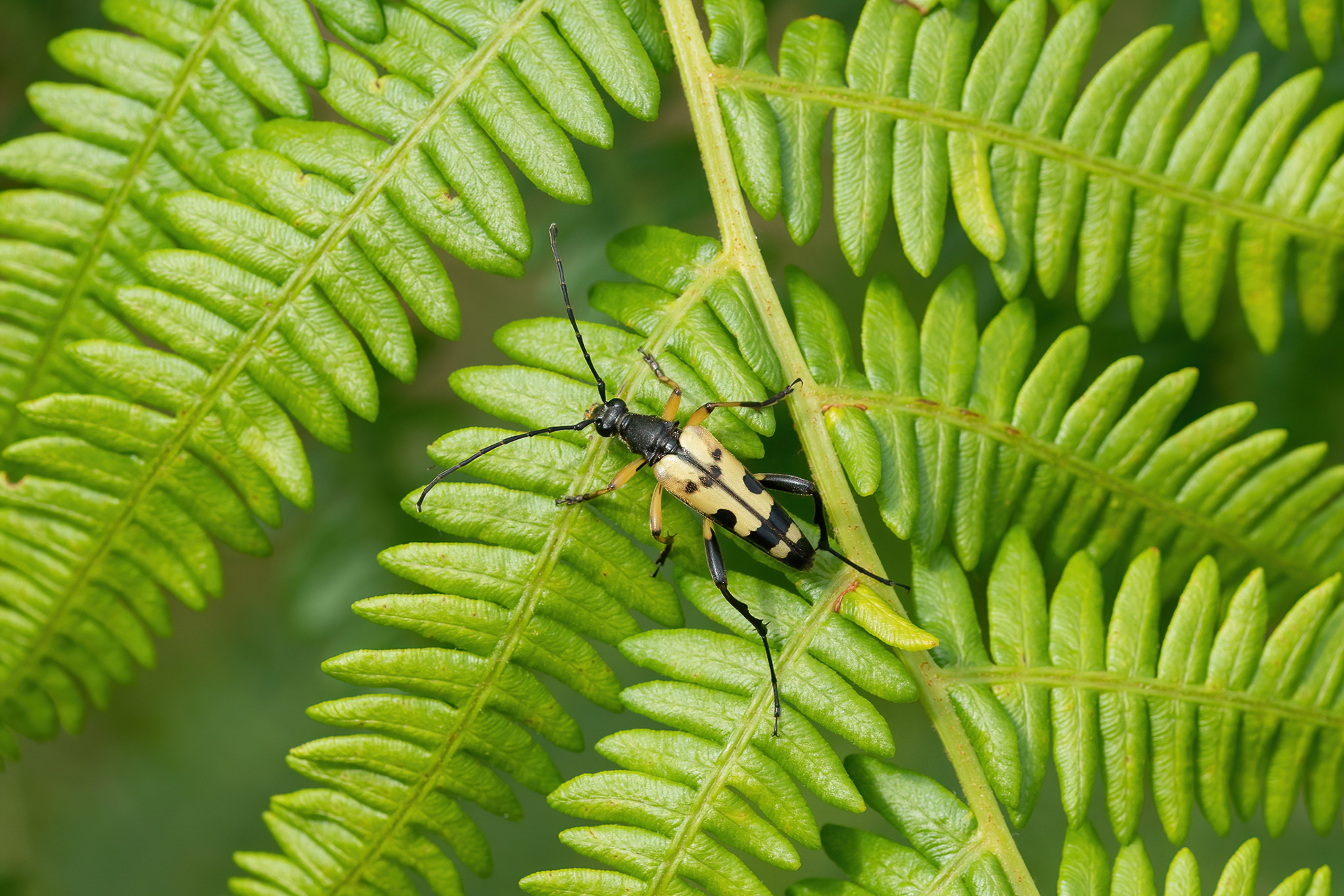 Black and Yellow Longhorn Beetle - Ditchling Common