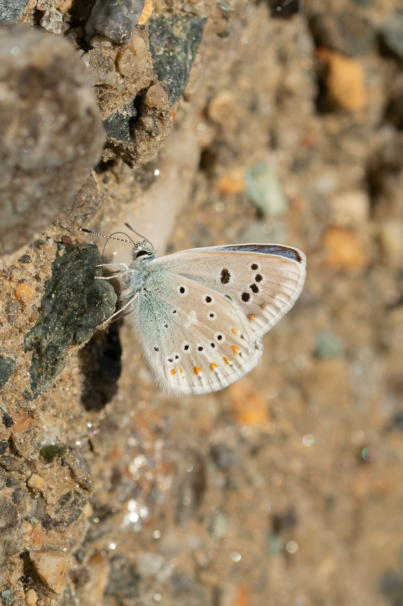 Turquoise Blue - Italy
