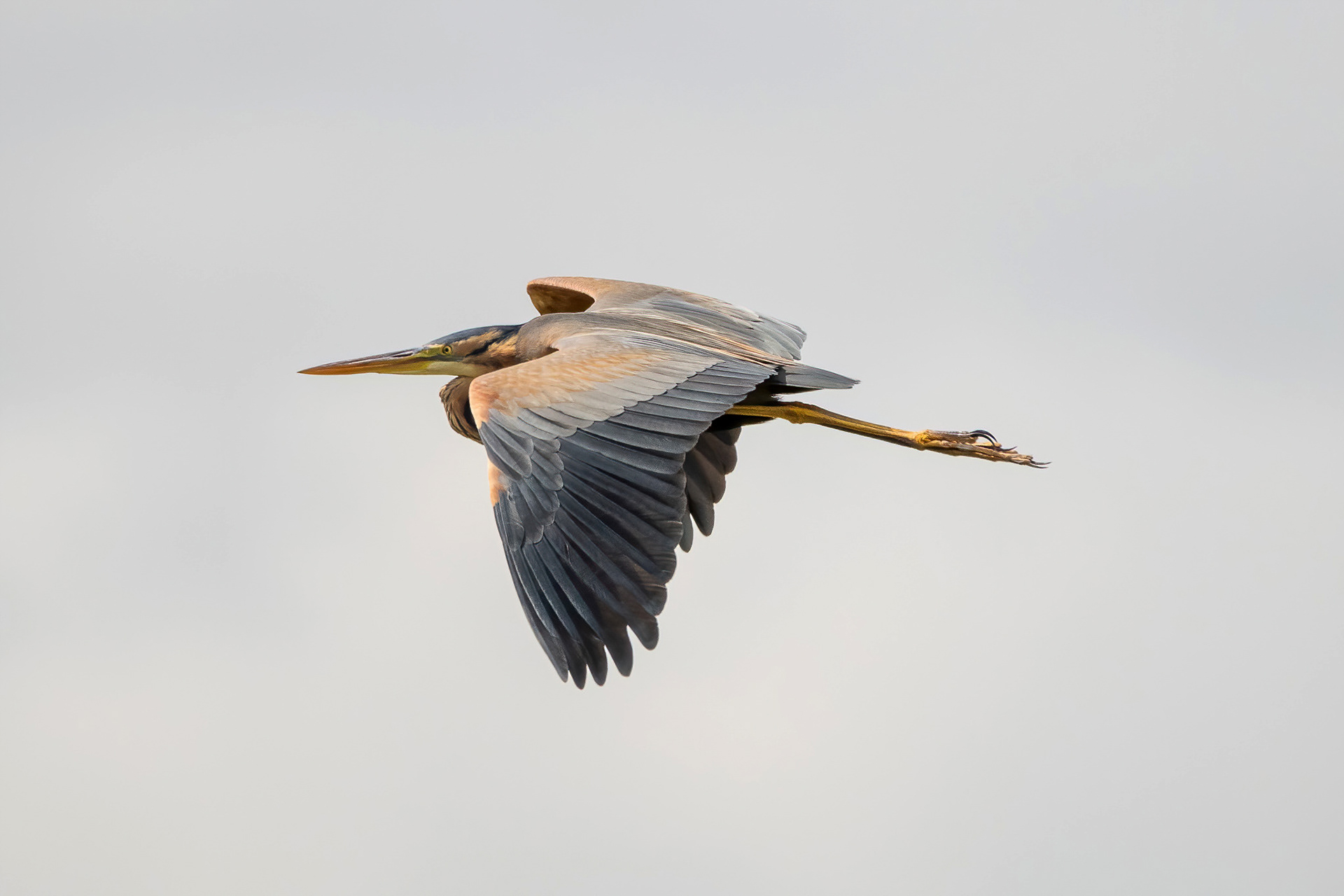 Purple Heron - Camargue, France