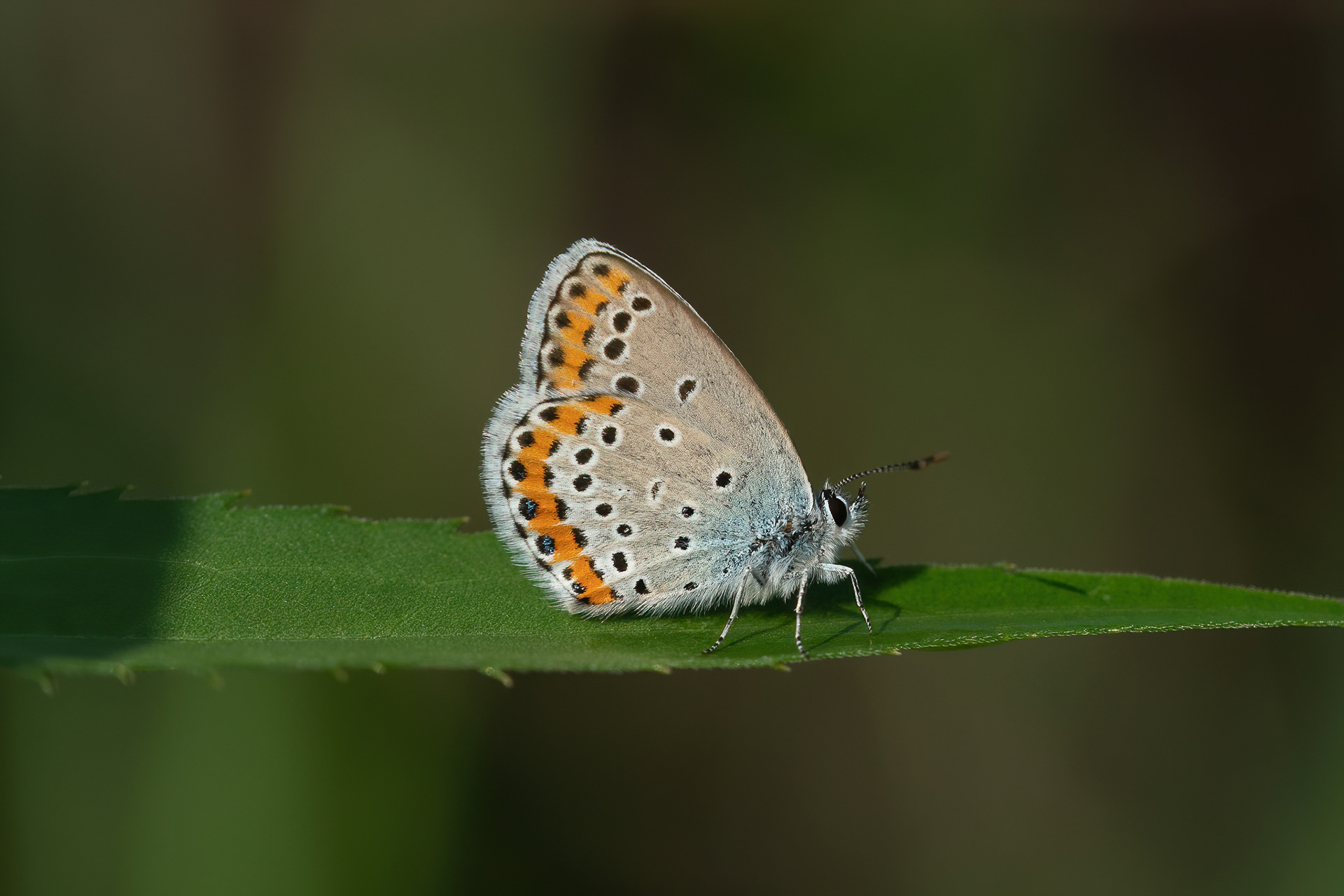 Reverdin's Blue - France