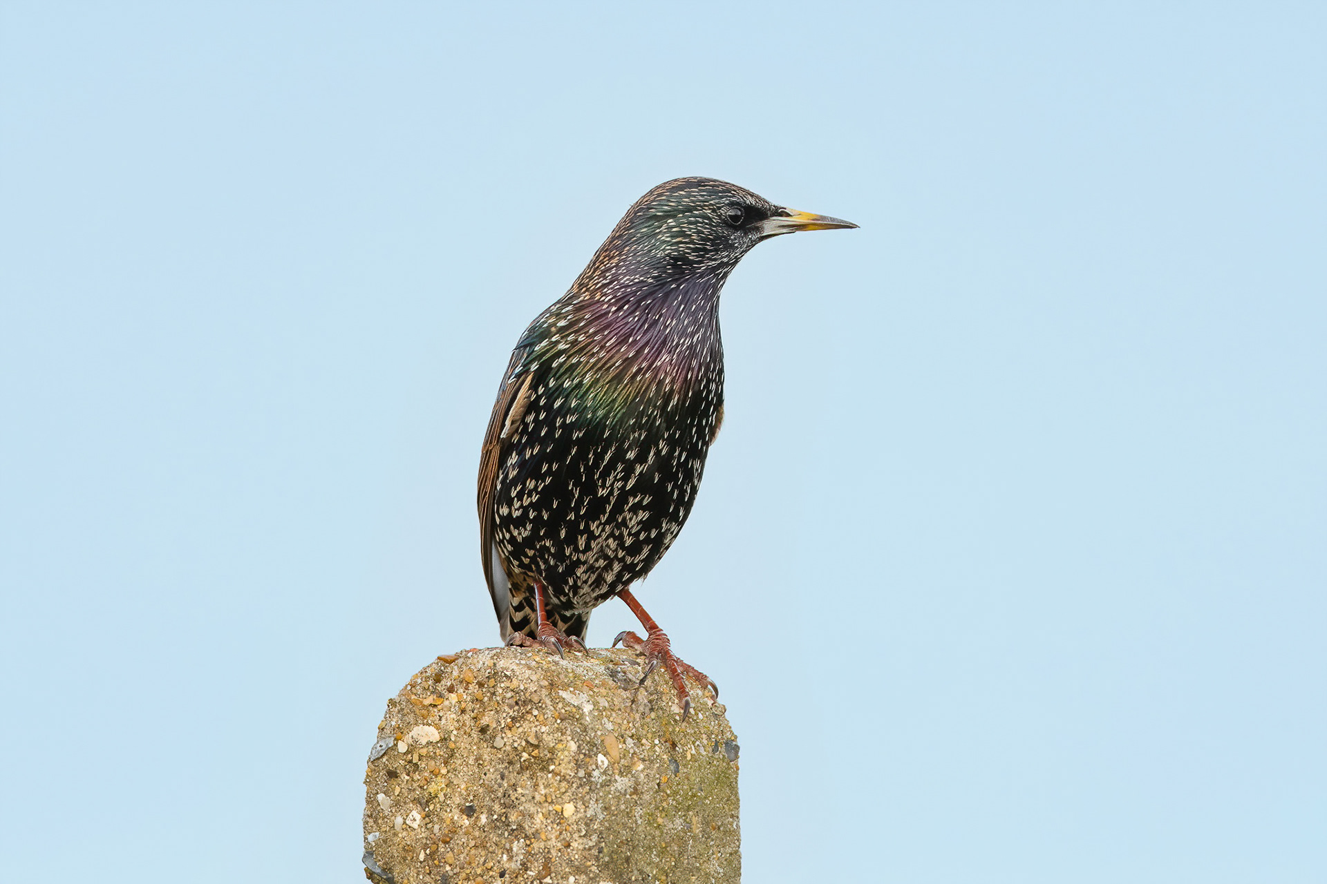 Starling - Palm Tree Bay