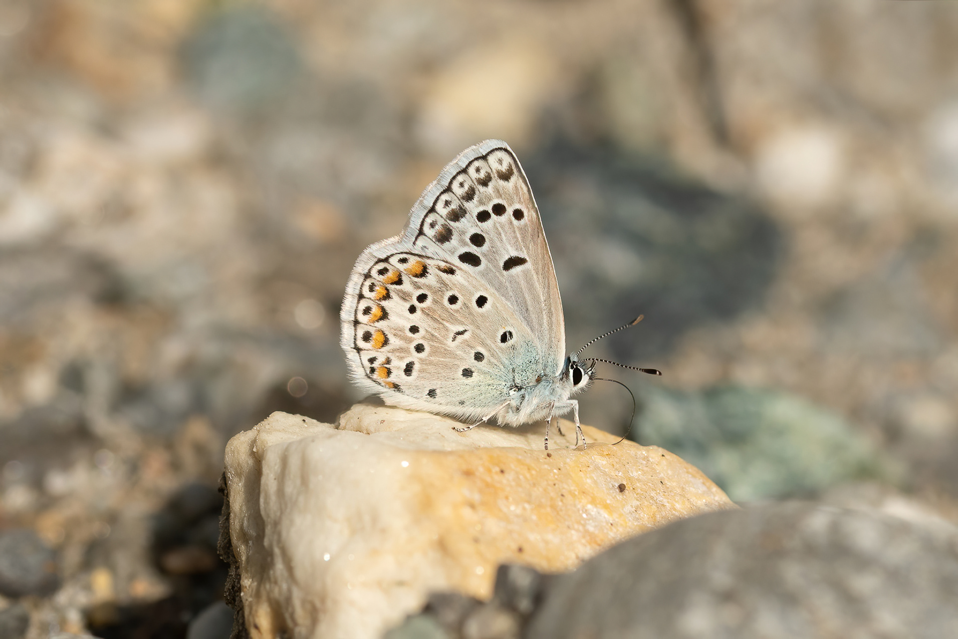 Escher's Blue - Italy