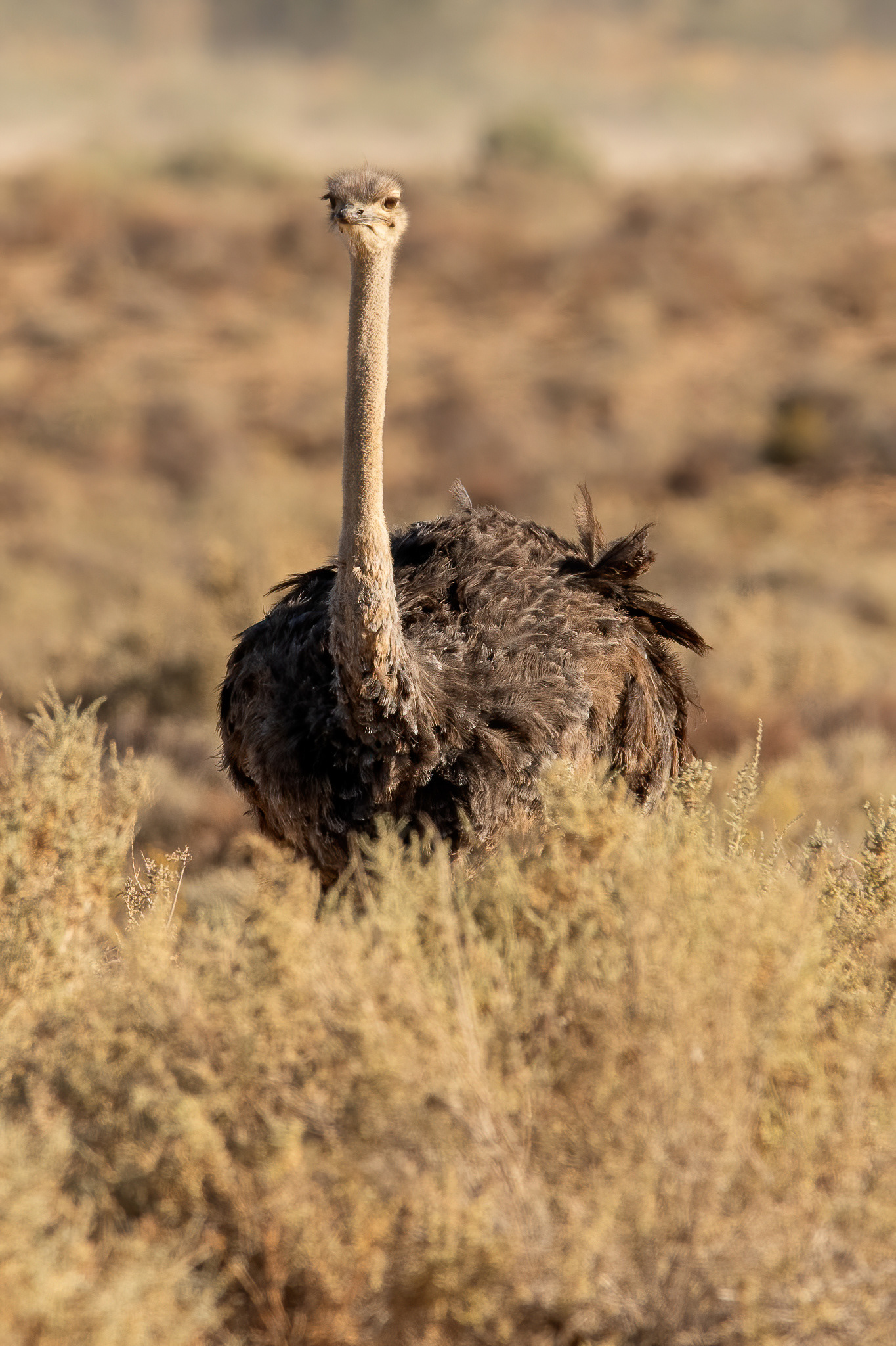Ostrich - Inverdoorn