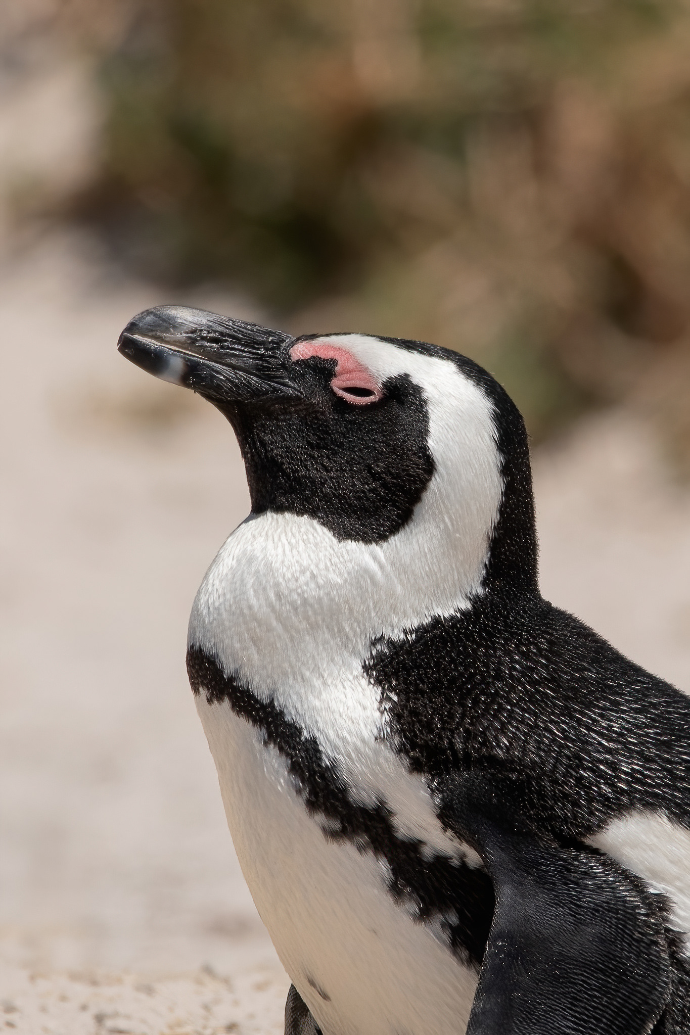 African Penguin - Boulders Beach
