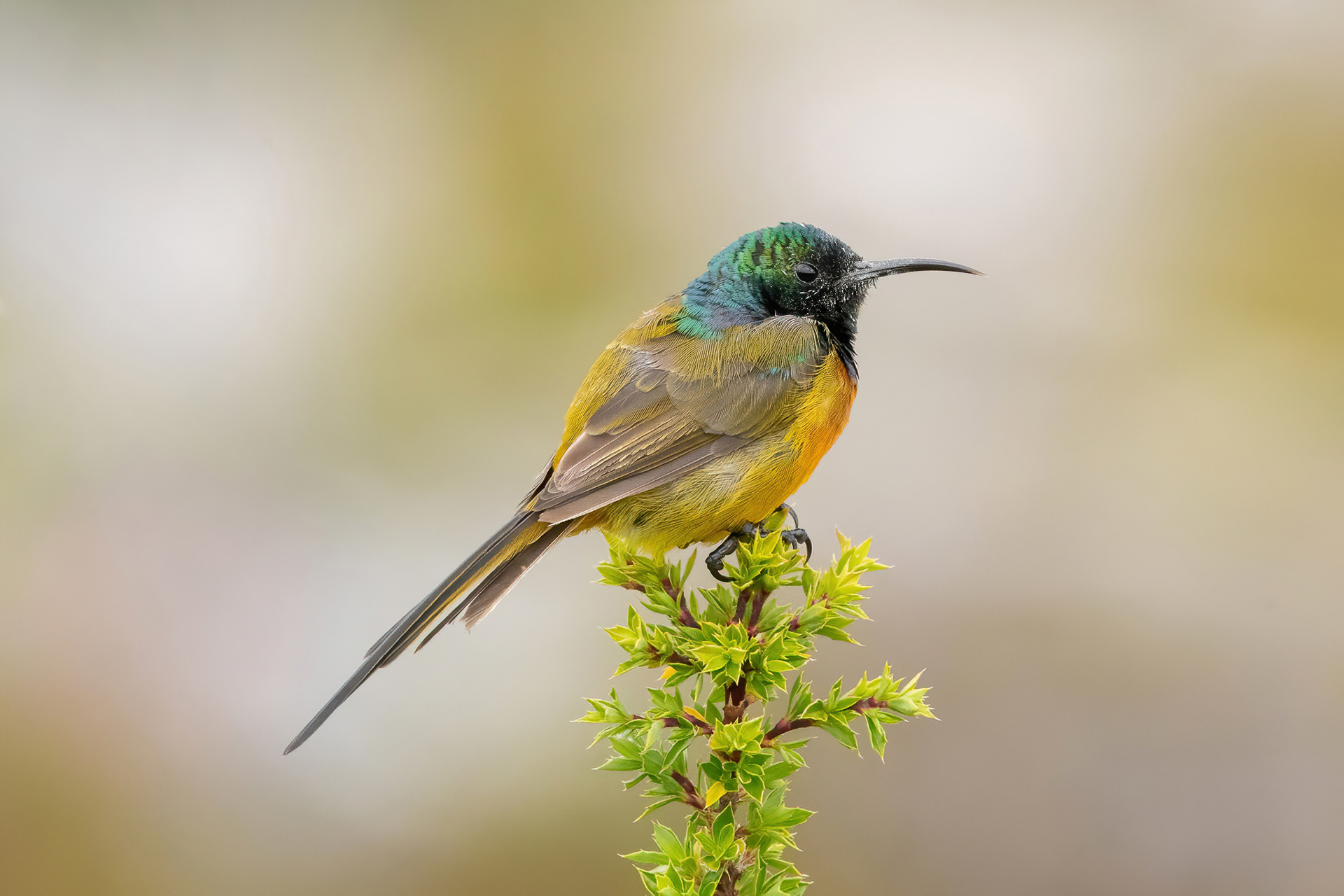 Orange-breasted Sunbird - Table Mountain
