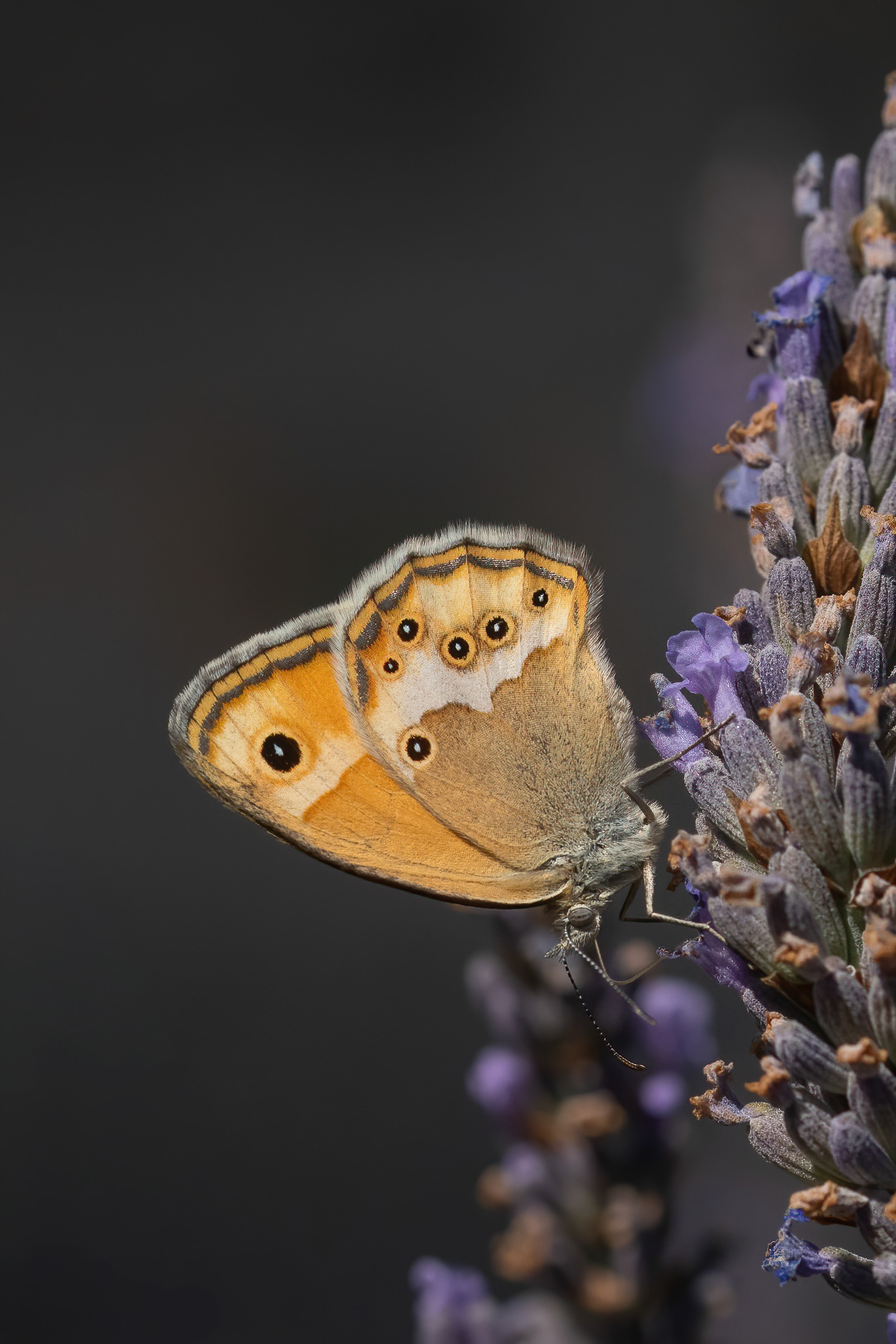 Dusky Heath - France