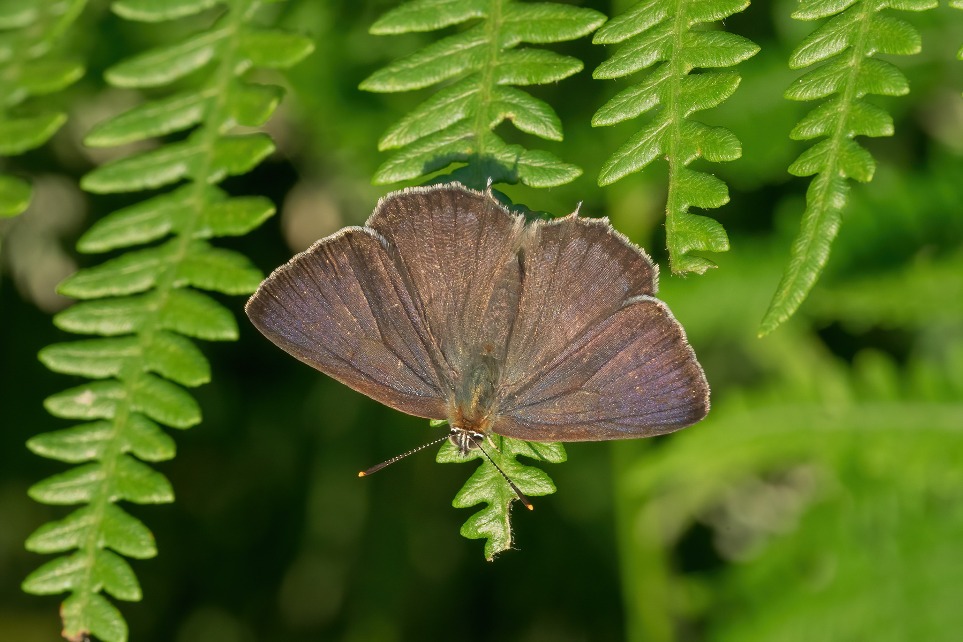 Purple Hairstreak - Bookham Common