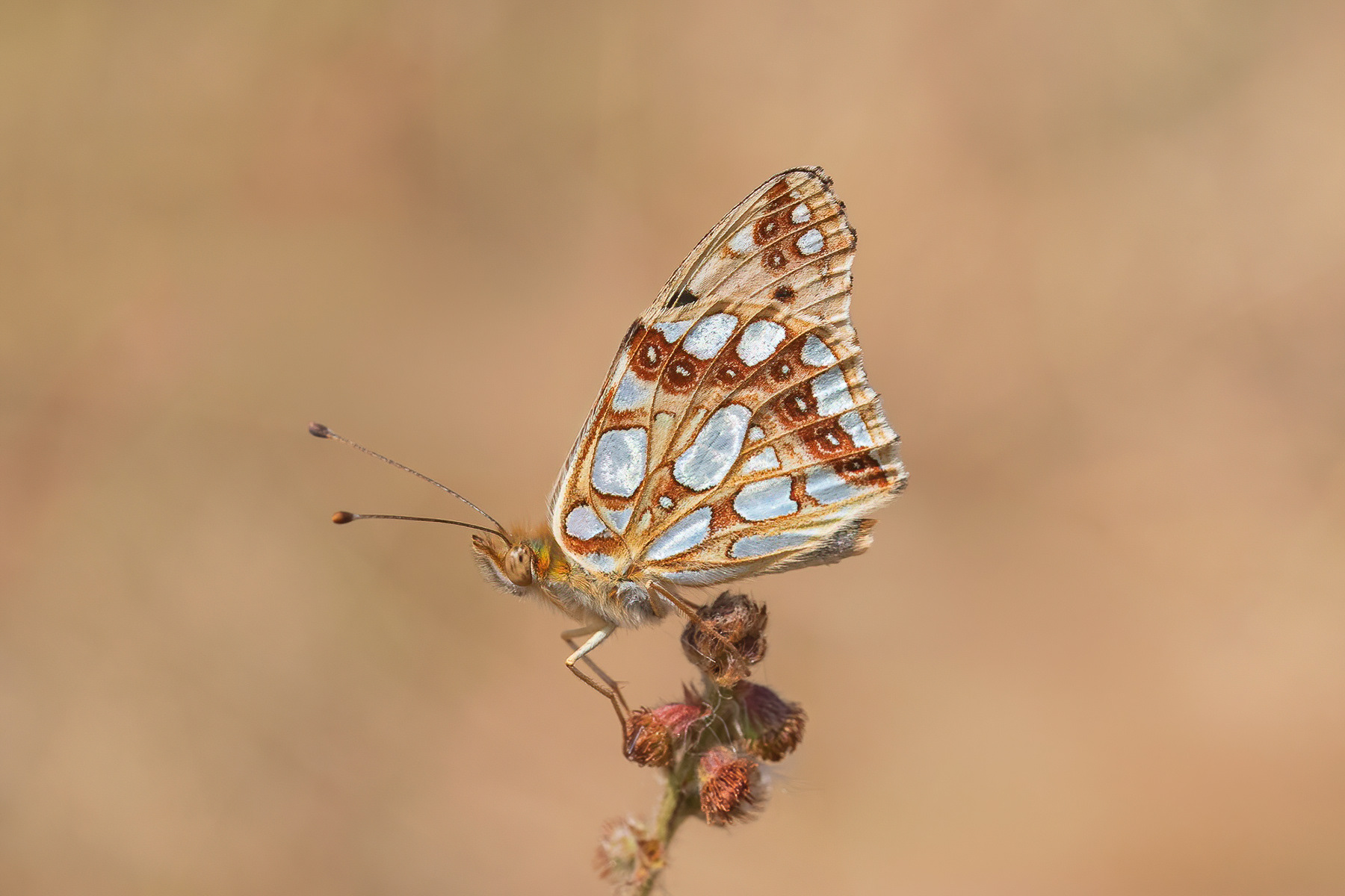 Queen of Spain Fritillary