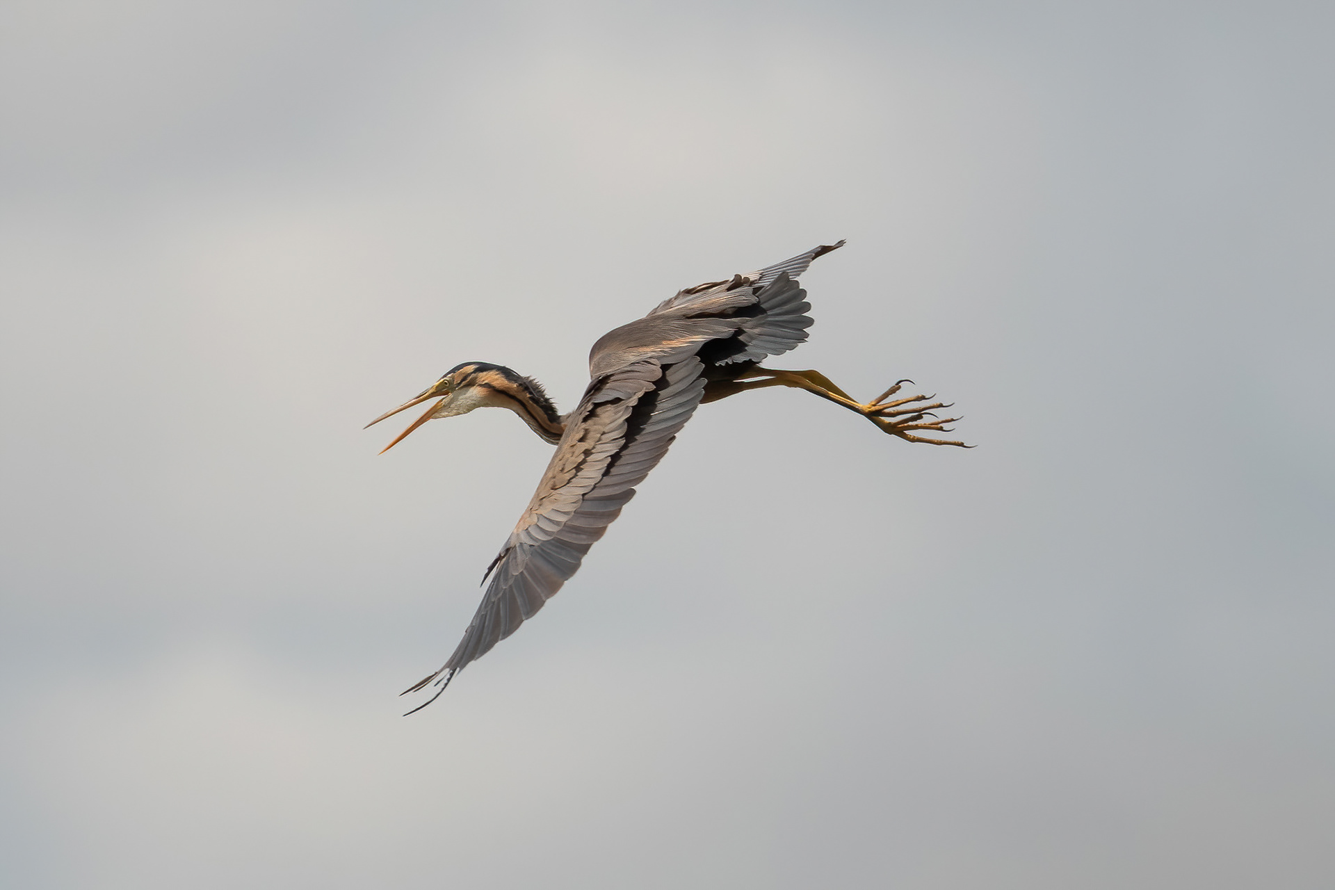 Purple Heron - Camargue, France