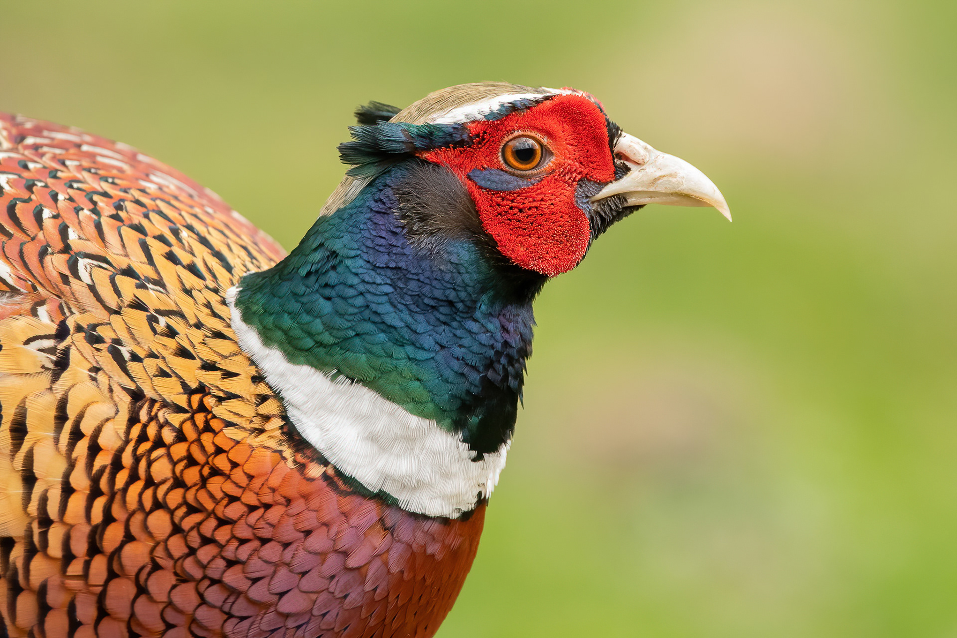 Pheasant - Warnham