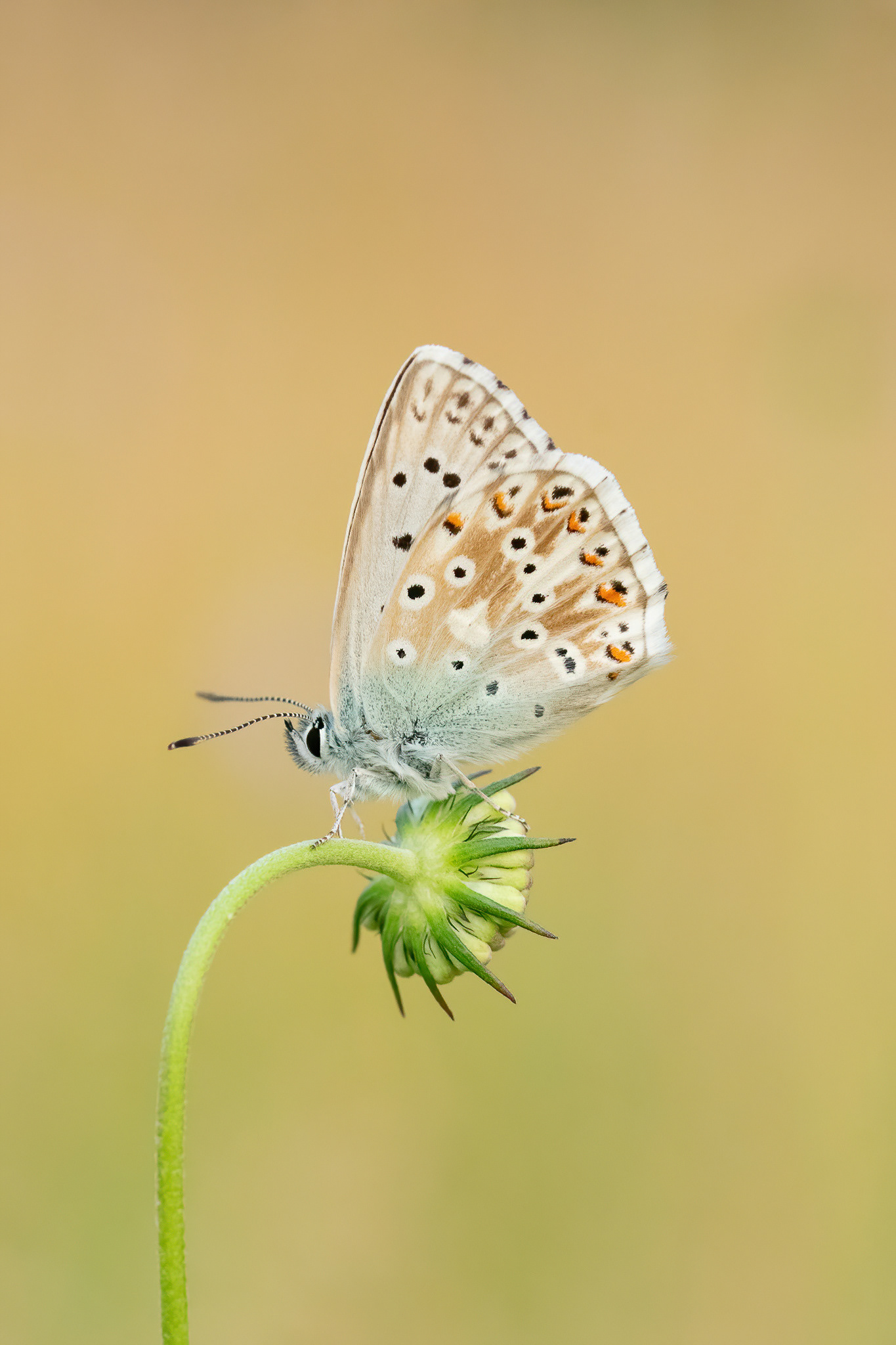 Chalkhill Blue - Bredhurst