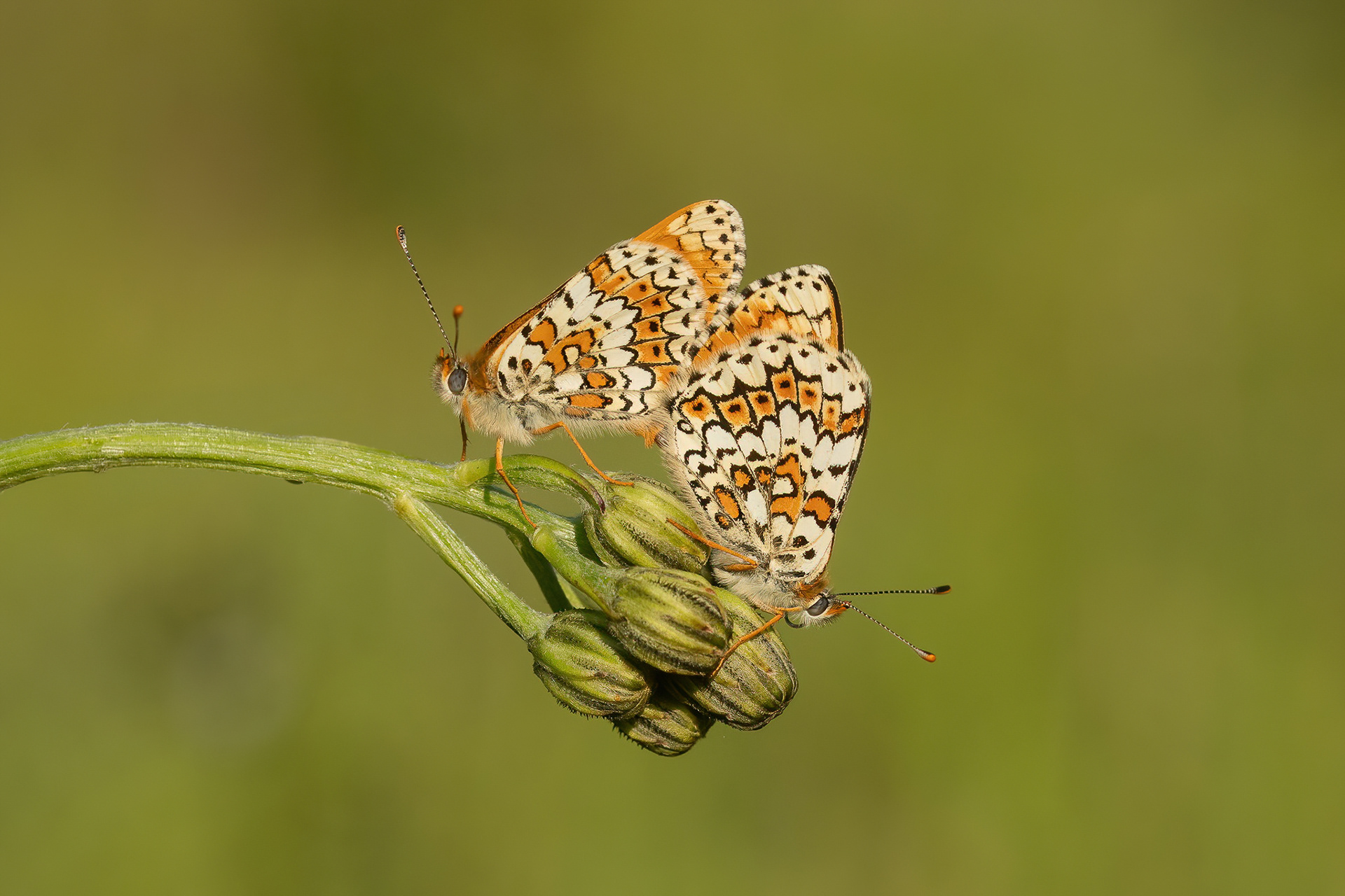 Glanville Fritillary  - Hutchingson's Bank