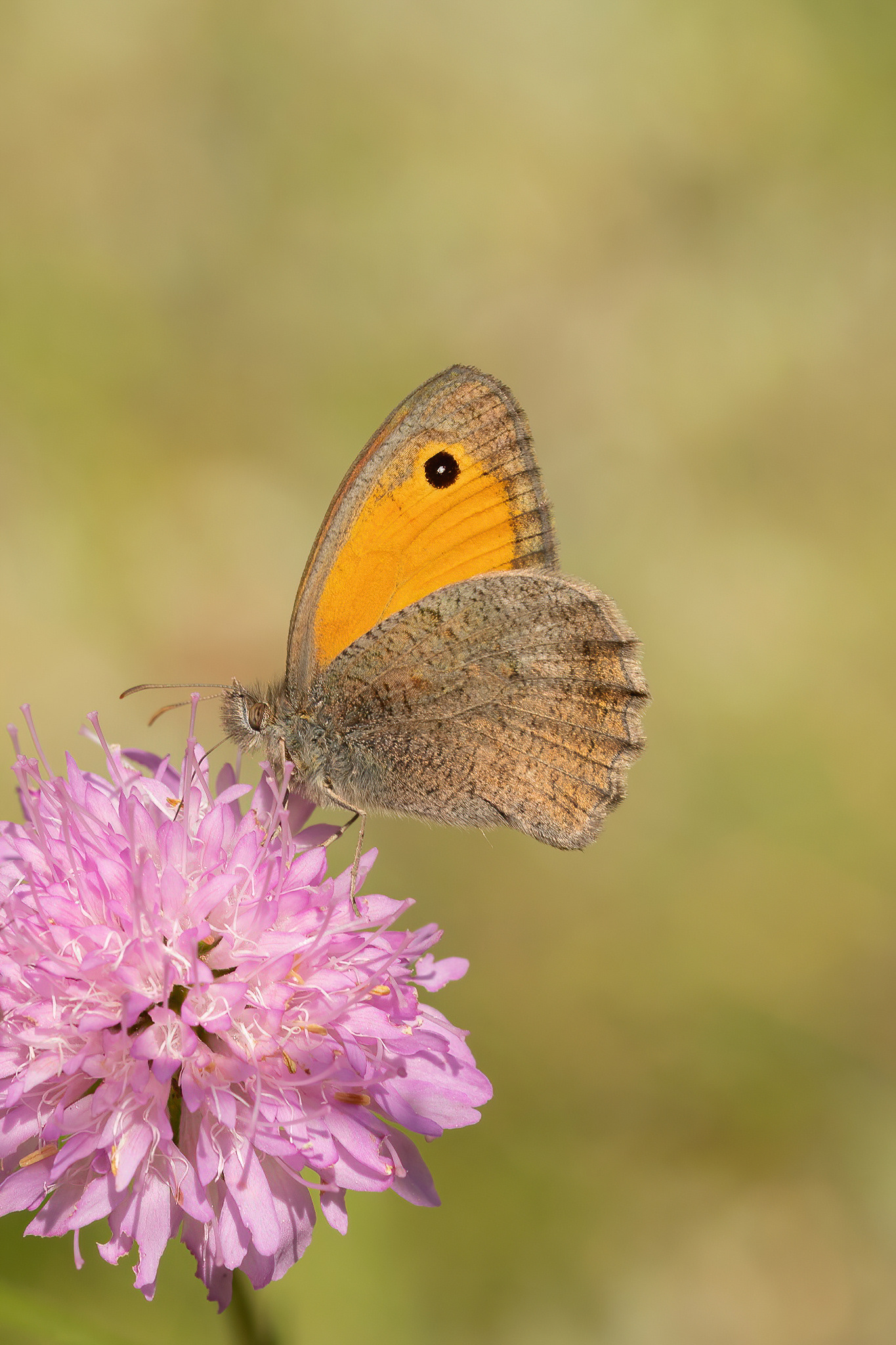 Dusky Meadow Brown - Italy