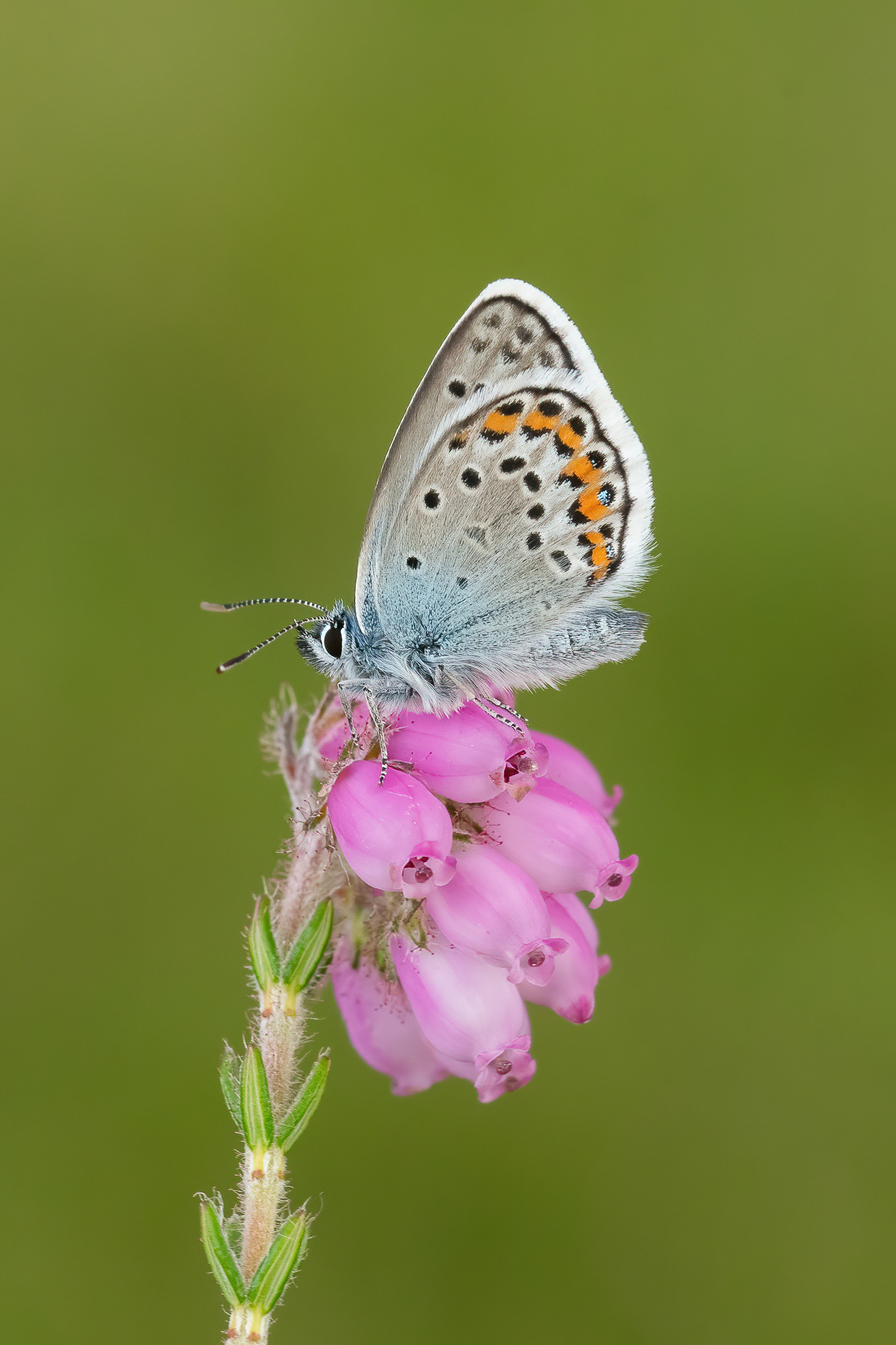 Silver-studded Blue - Ashdown Forest