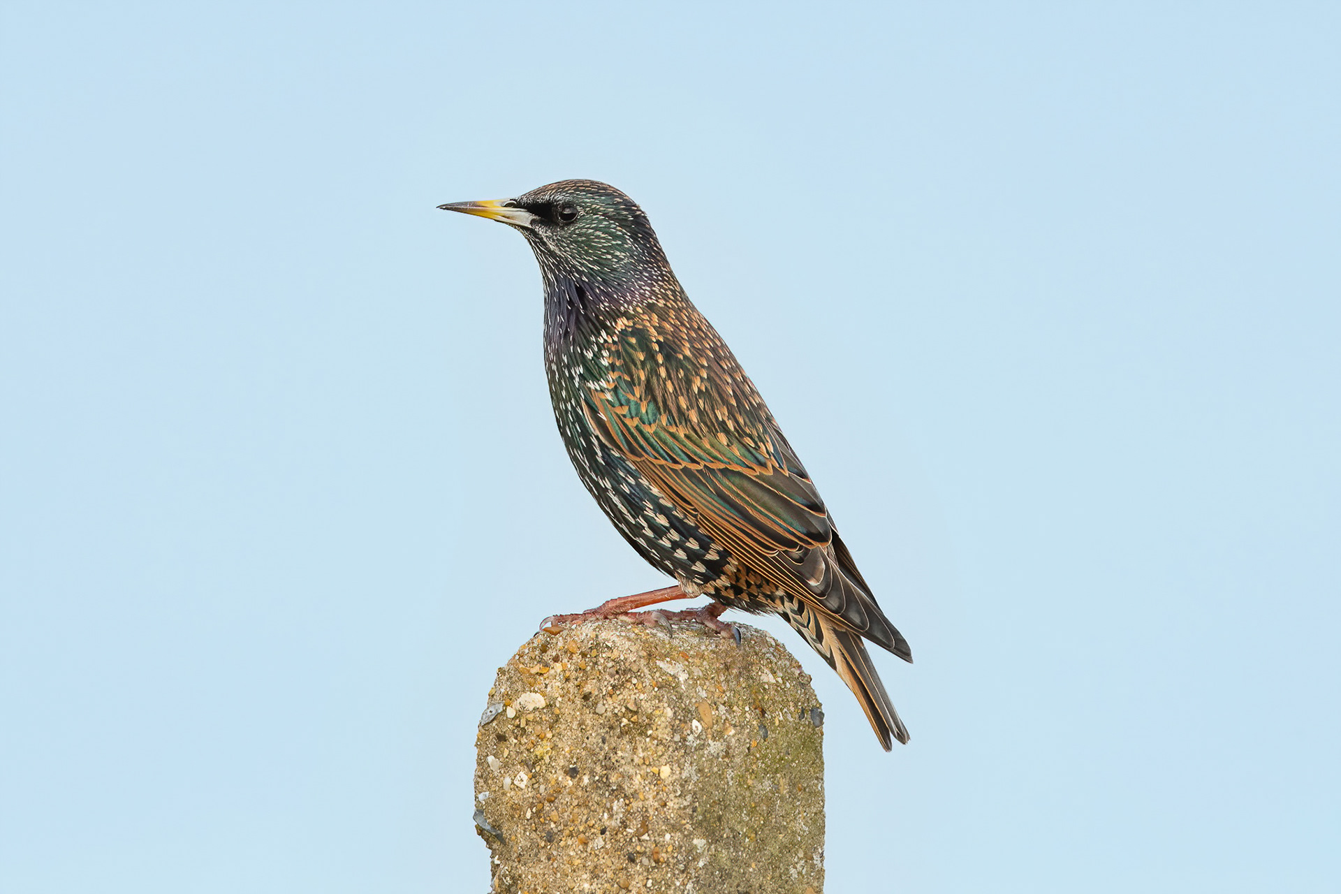 Starling - Palm Tree Bay