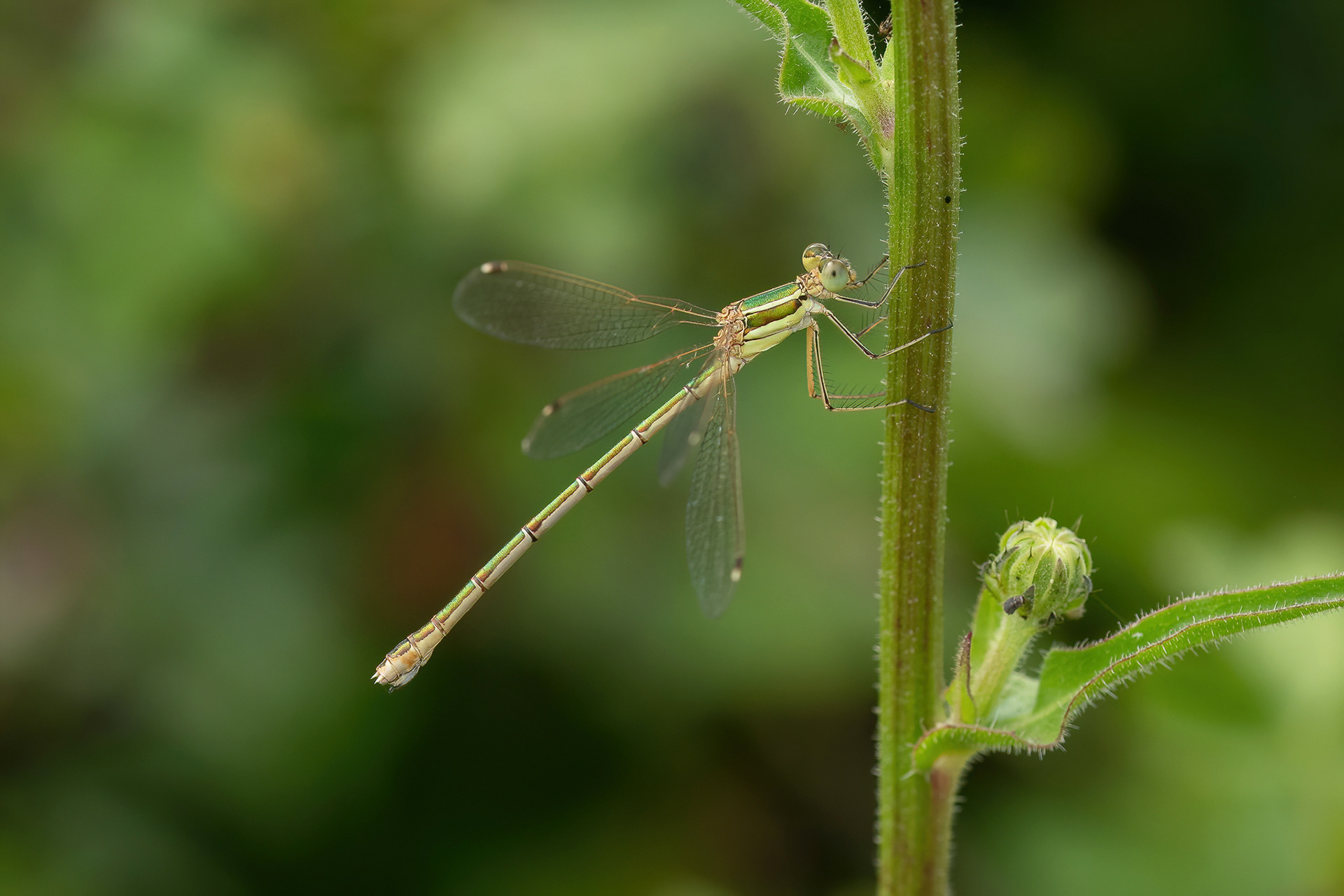 Southern Emerald Damselfly -Cliffe Pools