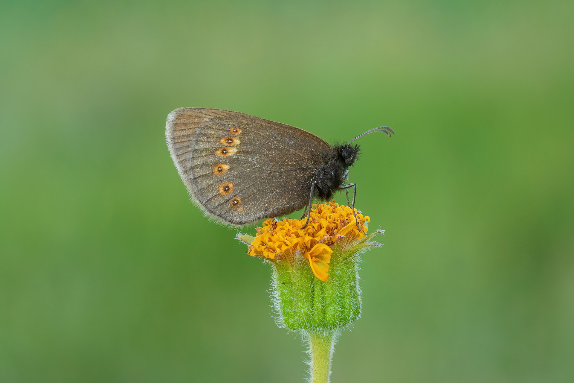 Almond Ringlet - France