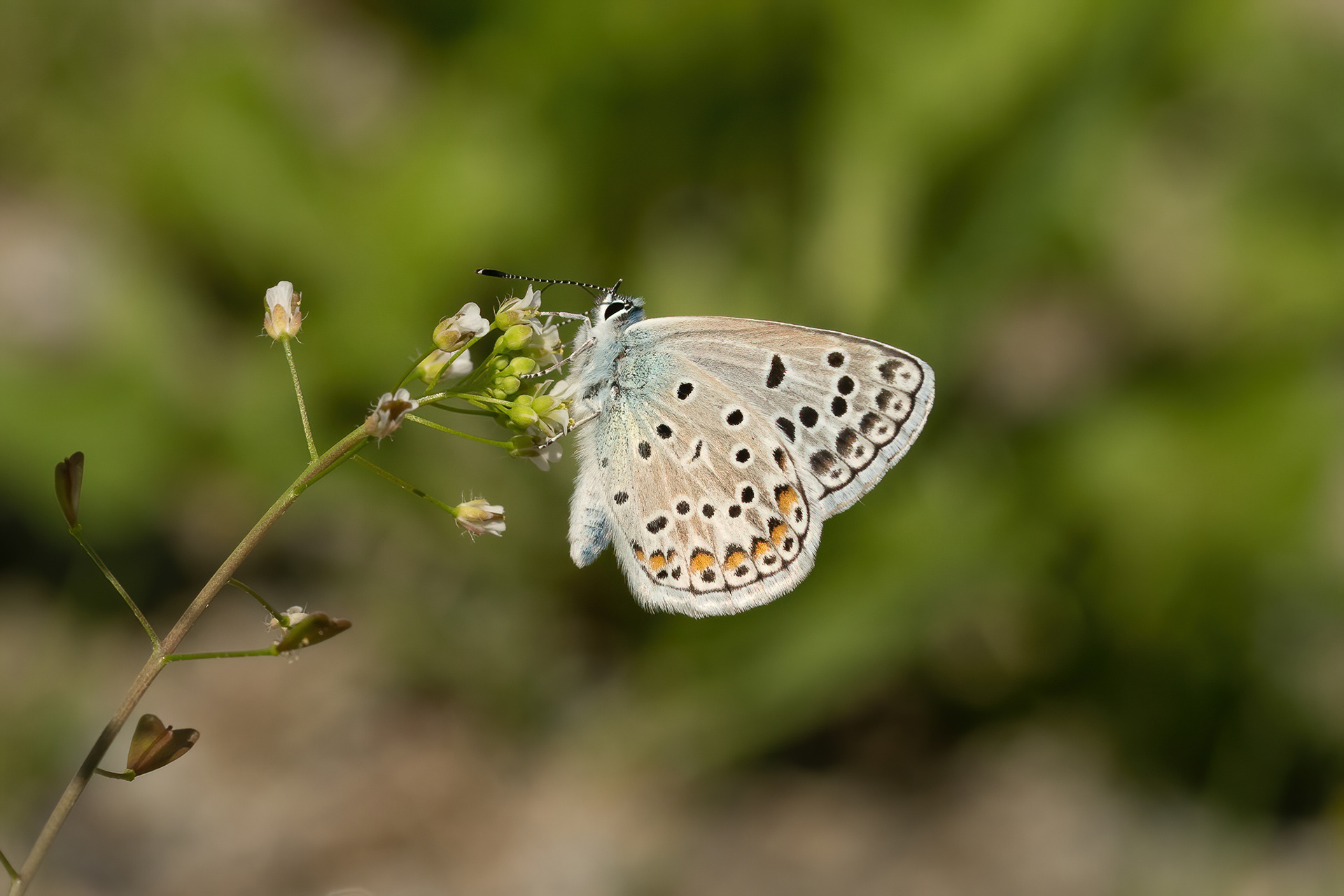 Escher's Blue - Italy