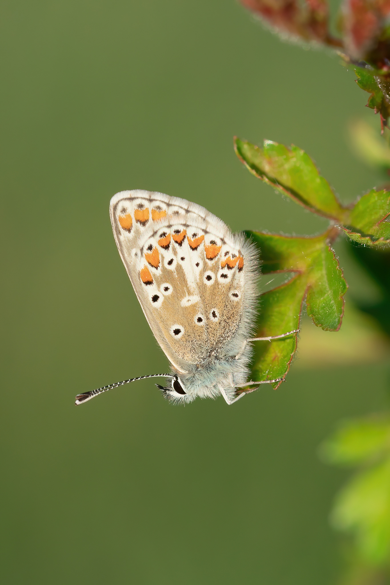 Brown Argus - Bredhurst