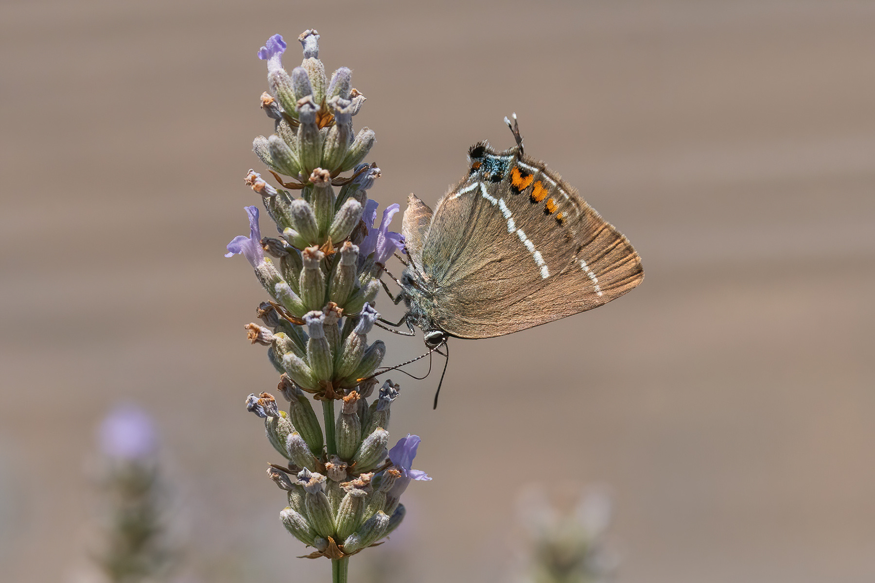 Blue-spot Hairstreak - France
