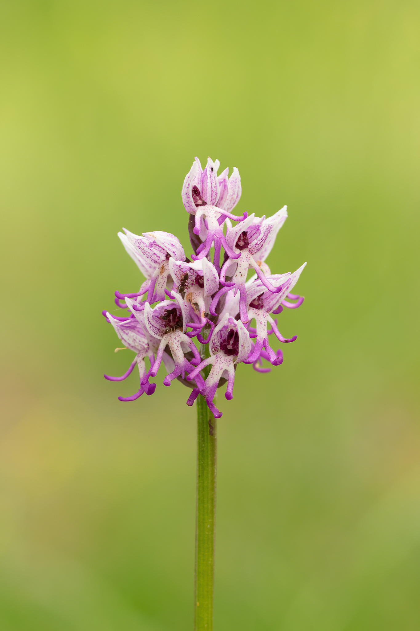 Monkey Orchid - Cévennes, France