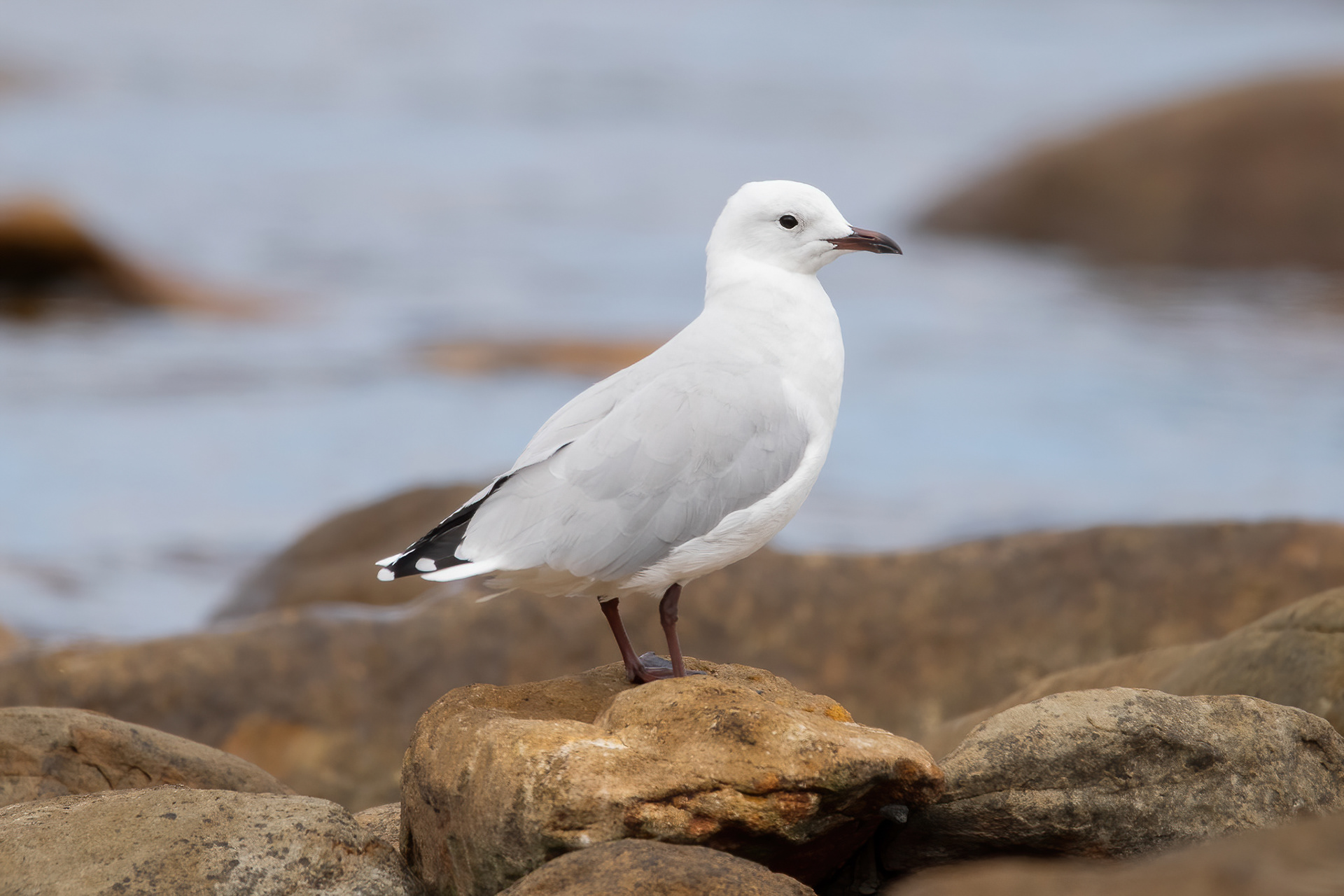 Hartlaub's Gull - Cape Point