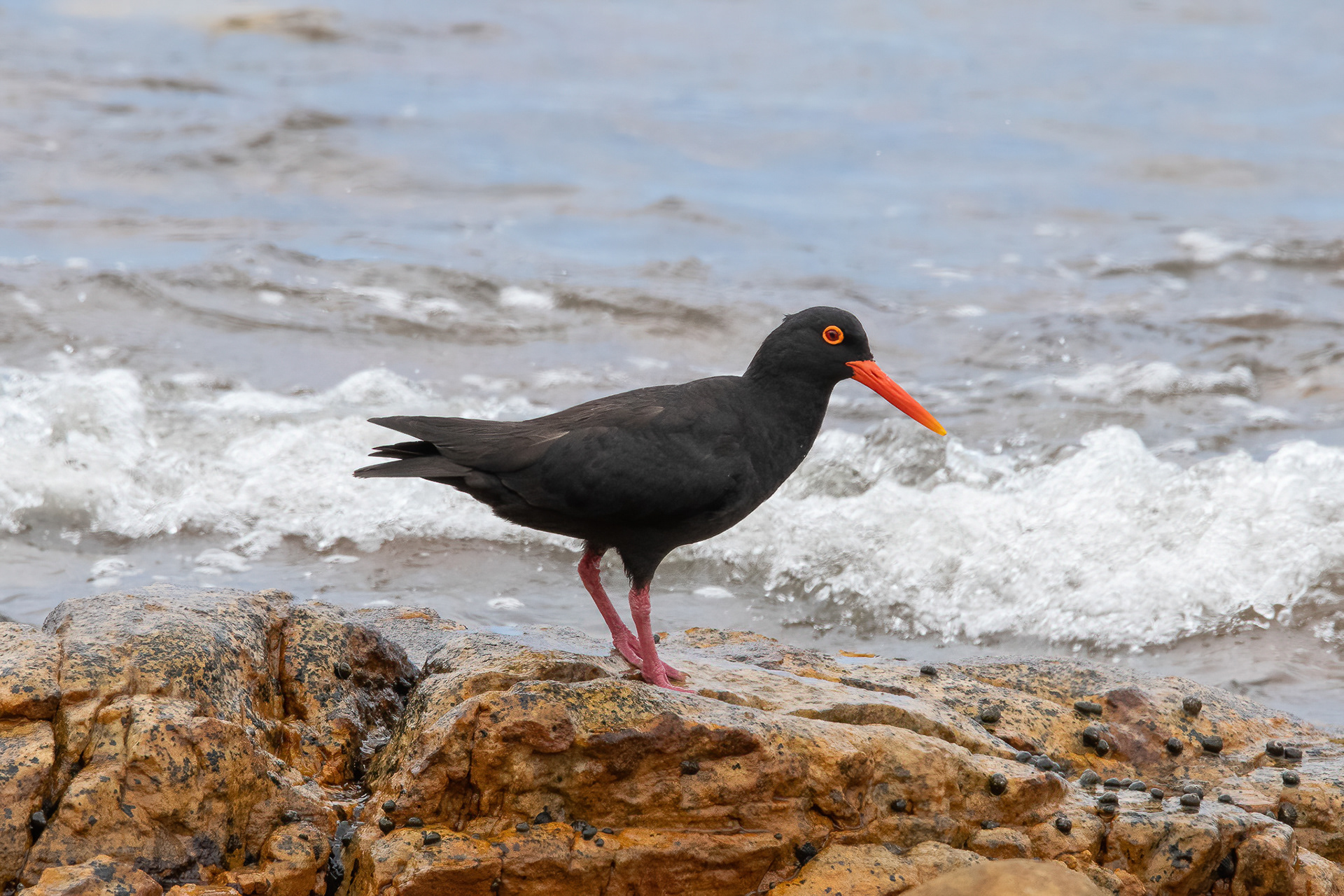 African Oystercatcher - Cape Point