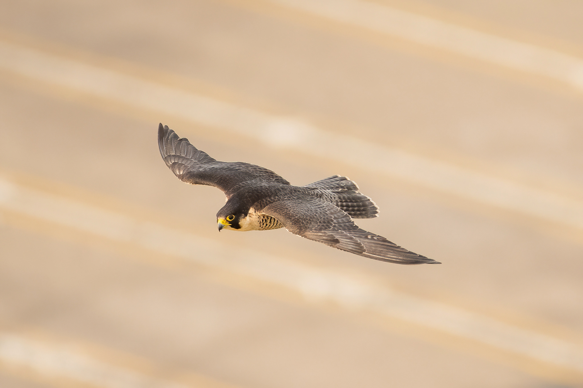 Peregrine - Dover