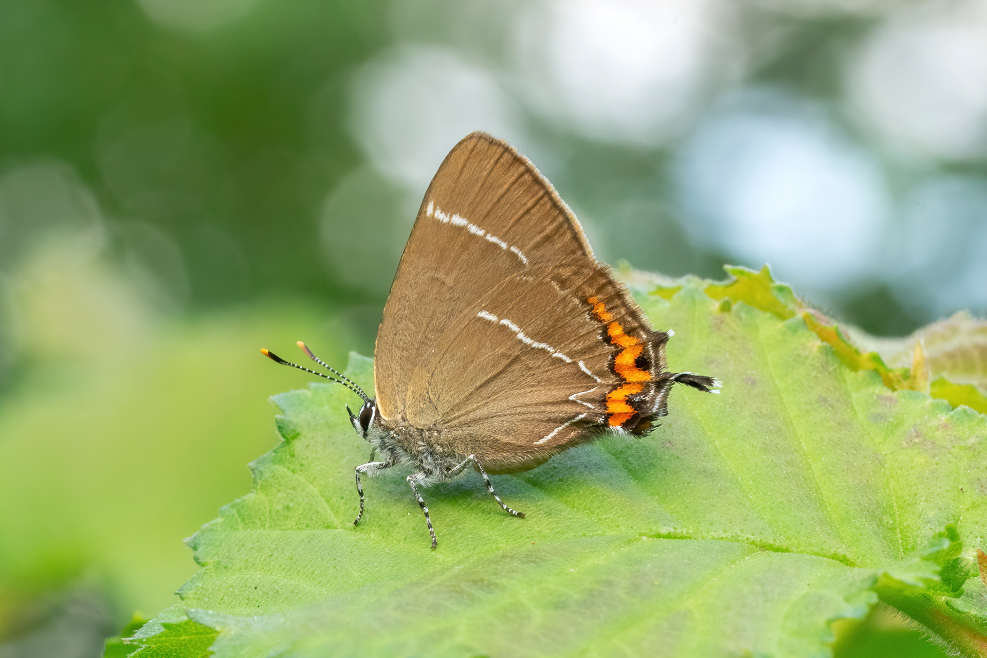 White-letter Hairstreak - Northward Hill