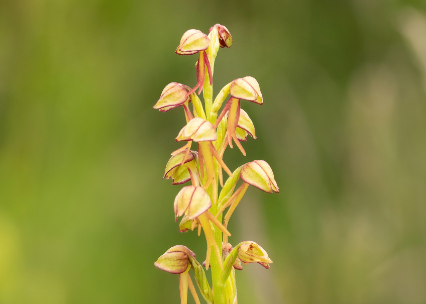 Man Orchid - Cévennes, France