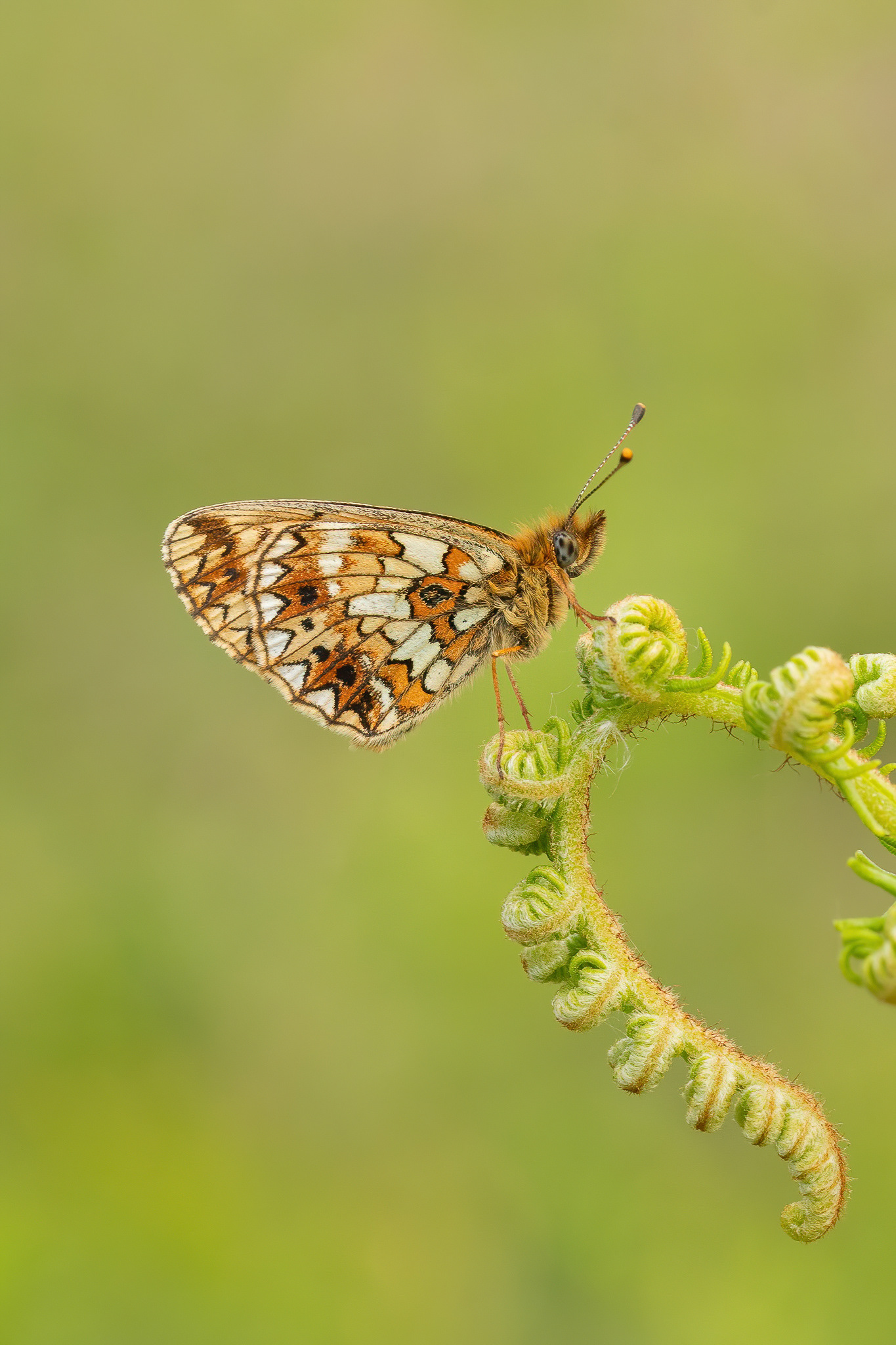 Small Pearl-bordered Fritillary - Park Corner Heath