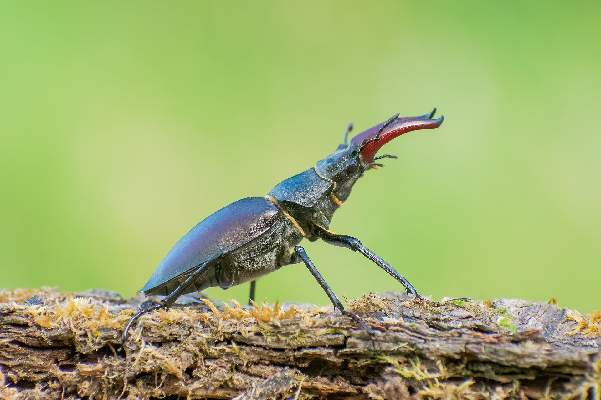 Stag Beetle - Faversham