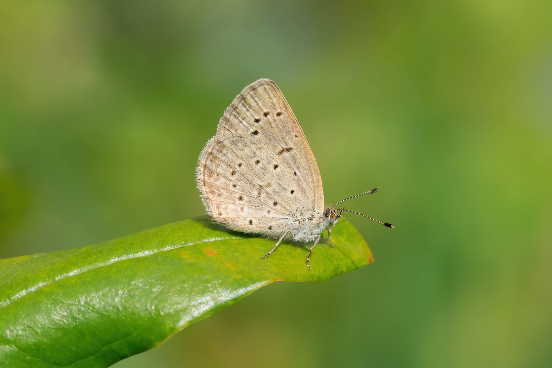 African Grass Blue - Noordhoek