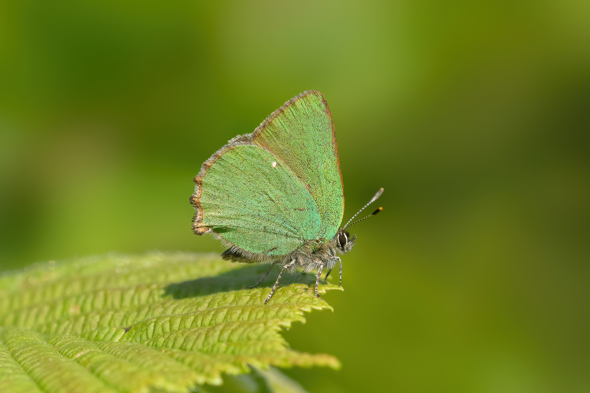 Green Hairstreak - Abbots Wood