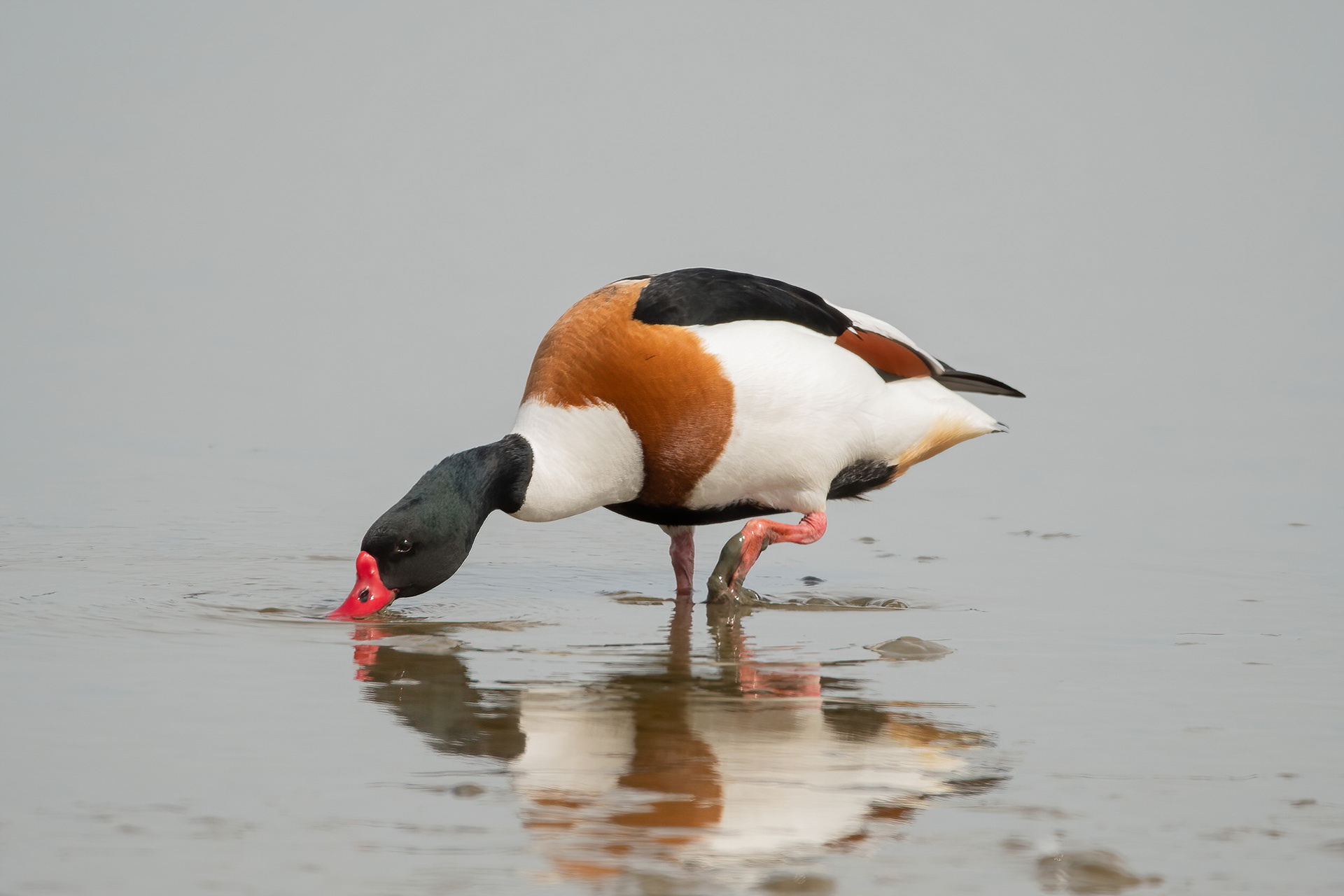 Shelduck - Brownsea Island