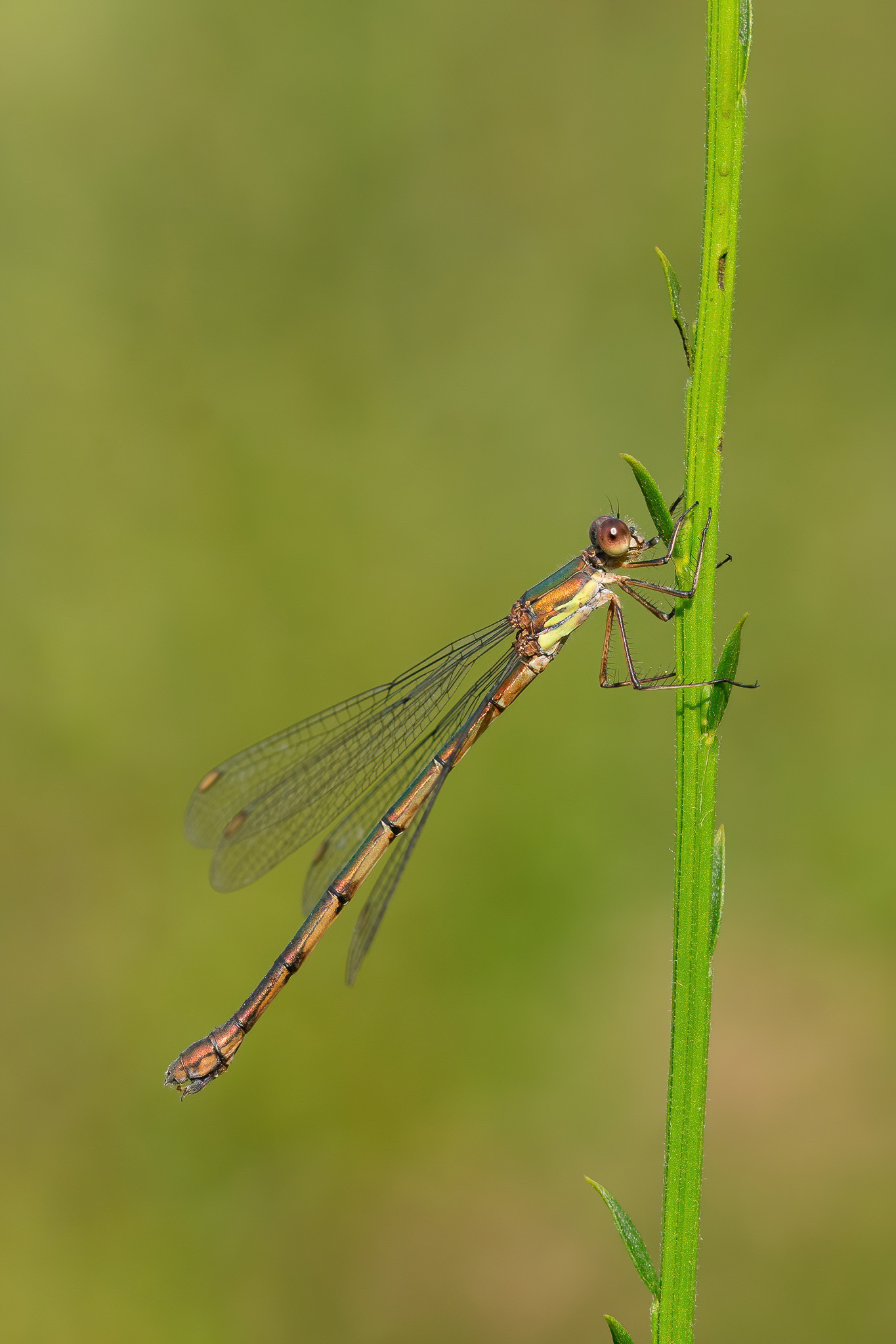 Willow Emerald (female) - Bedgebury